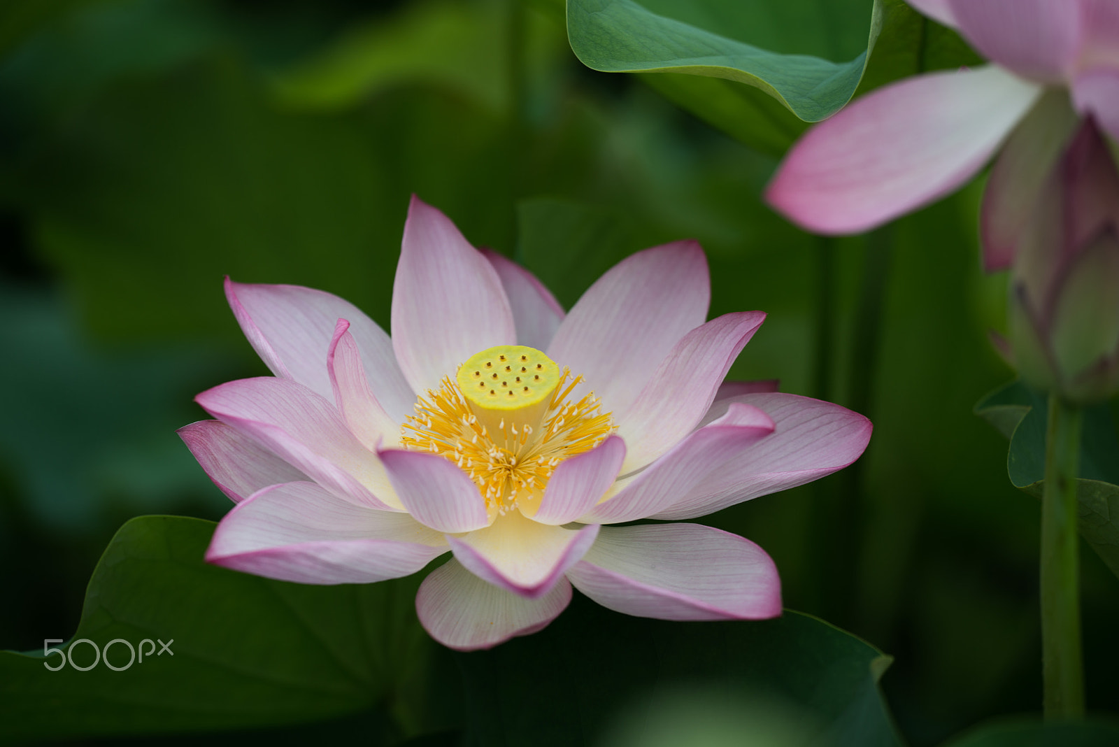 Sigma 150mm F2.8 EX DG OS Macro HSM sample photo. Lotus photography
