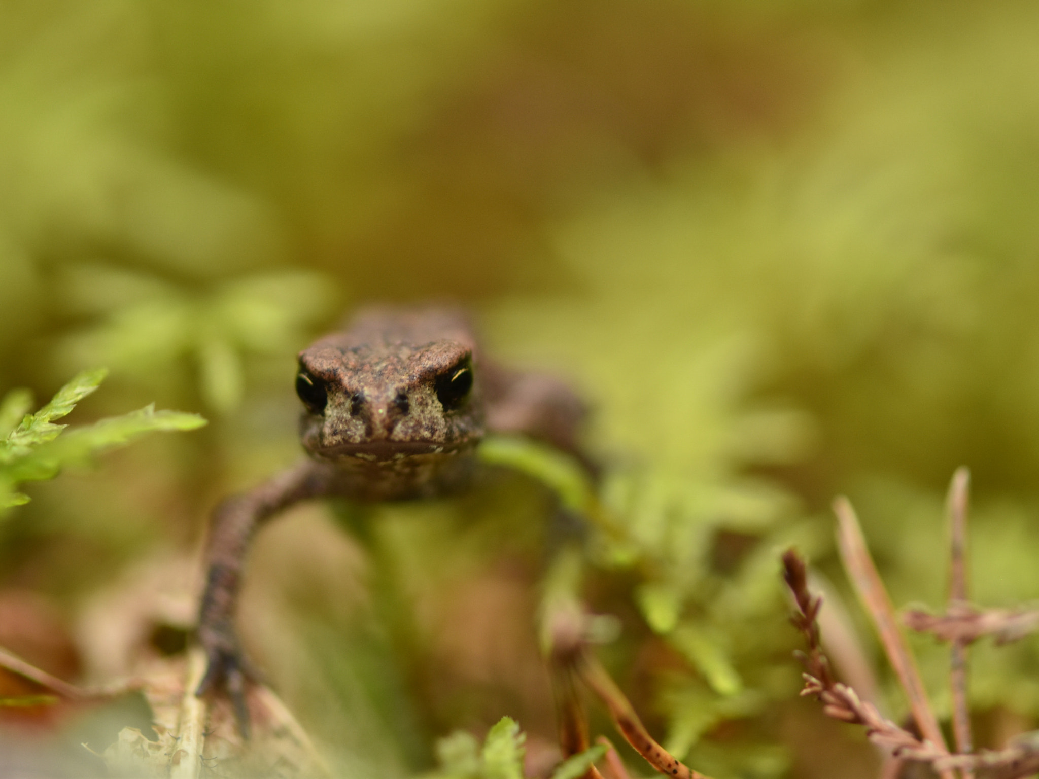 Nikon AF-S Micro-Nikkor 105mm F2.8G IF-ED VR sample photo. Frog photography