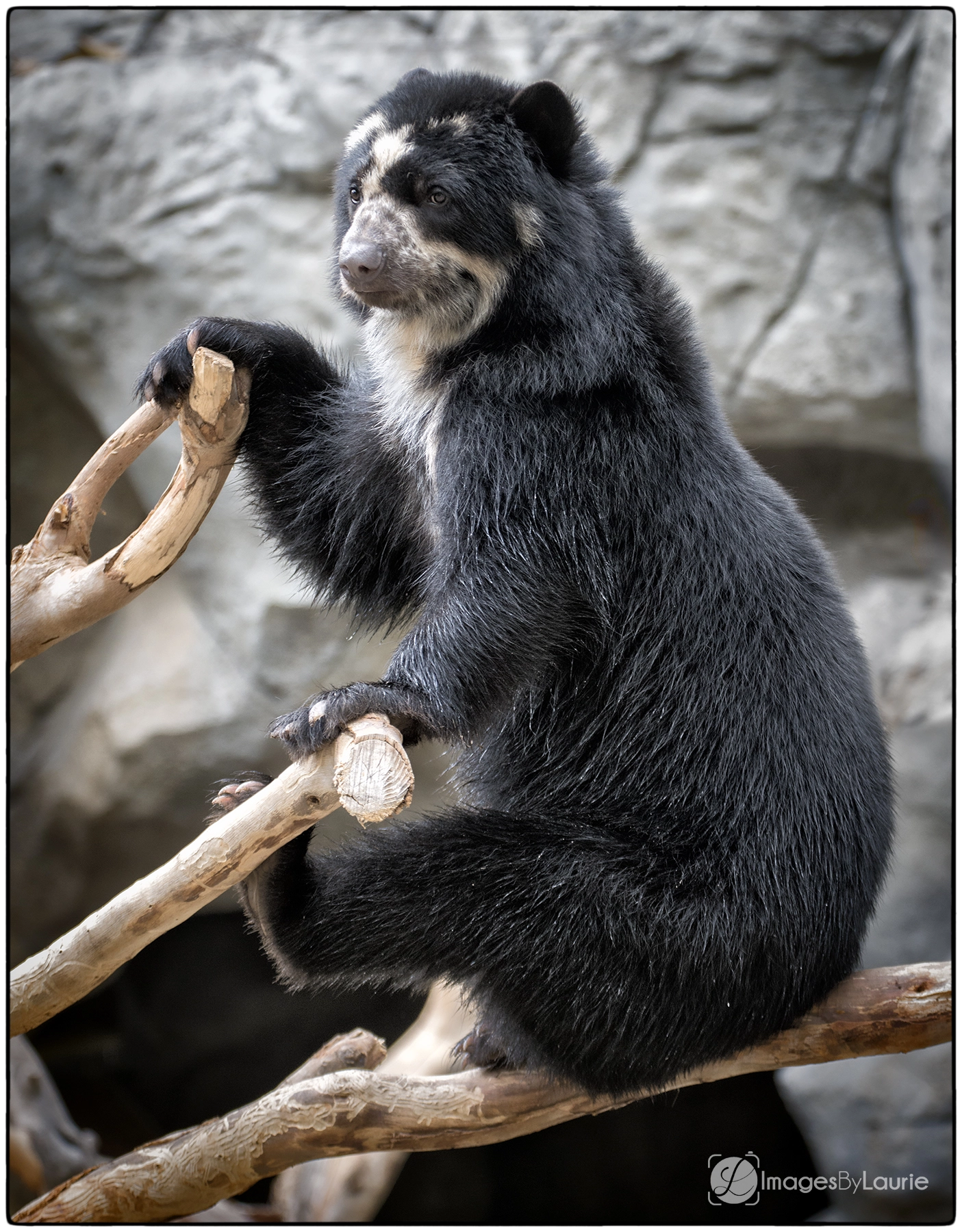 Nikon D800E sample photo. The contemplating bear photography