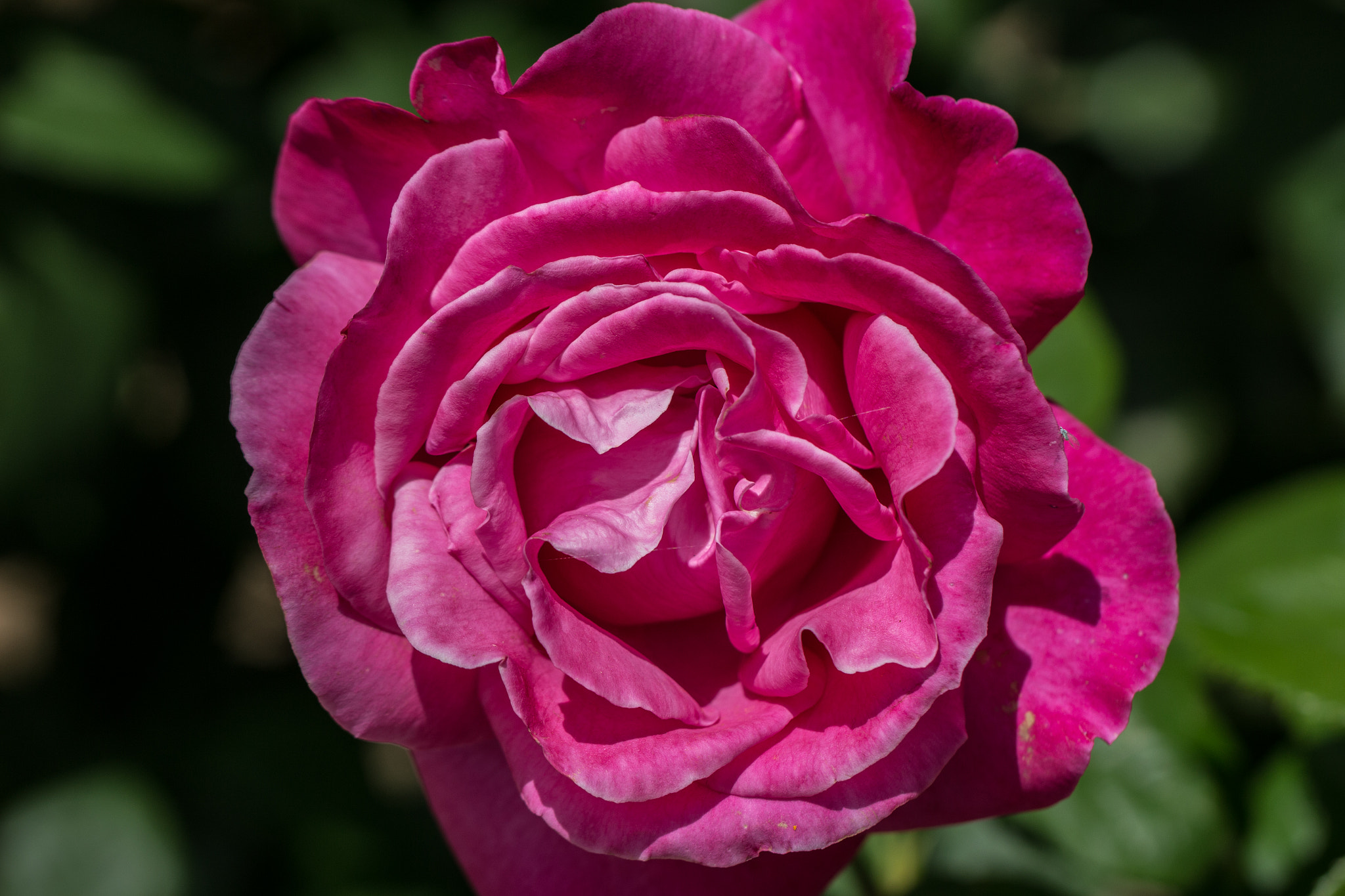 Canon EF 100mm F2.8L Macro IS USM sample photo. Pink rose photography