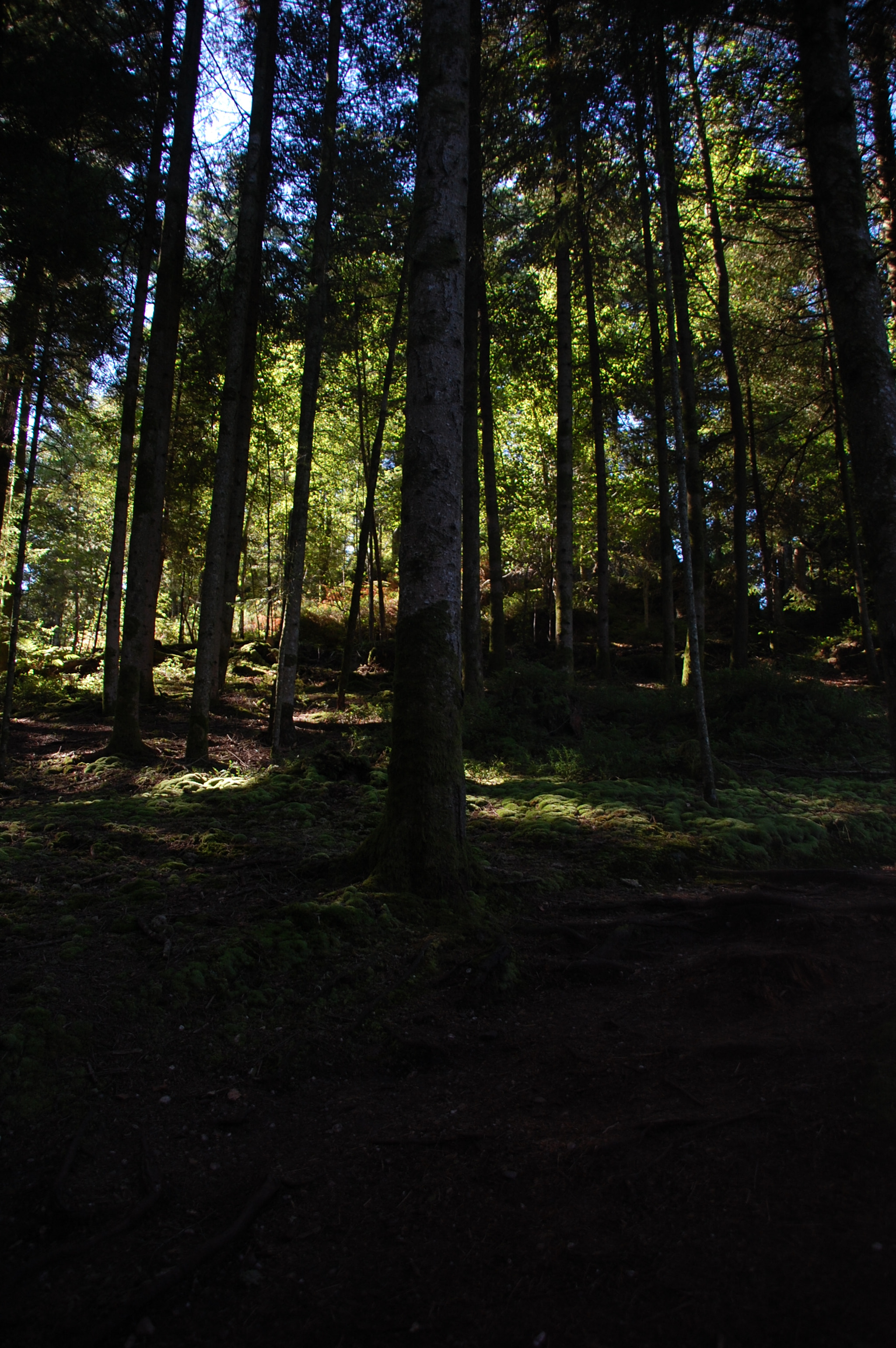 Nikon D40 + Sigma 18-200mm F3.5-6.3 DC sample photo. In the middle of the forest photography
