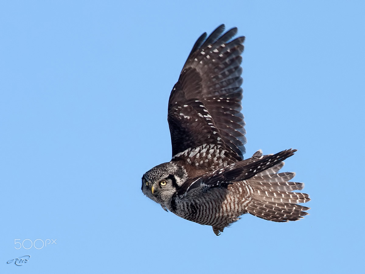 Canon EOS 40D + Canon EF 400mm F5.6L USM sample photo. Hawk owl photography