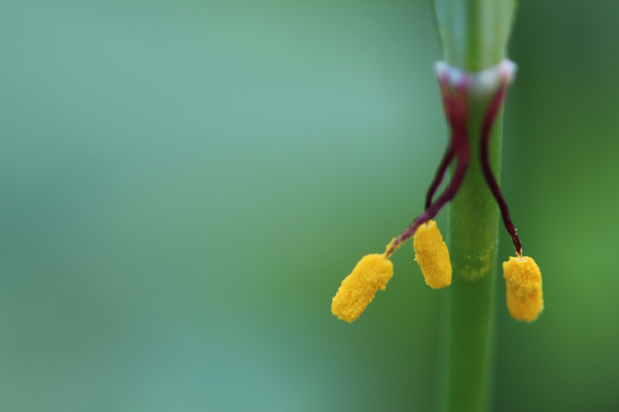 Canon EOS 700D (EOS Rebel T5i / EOS Kiss X7i) + Canon EF 100mm F2.8 Macro USM sample photo. Pollen in the green photography