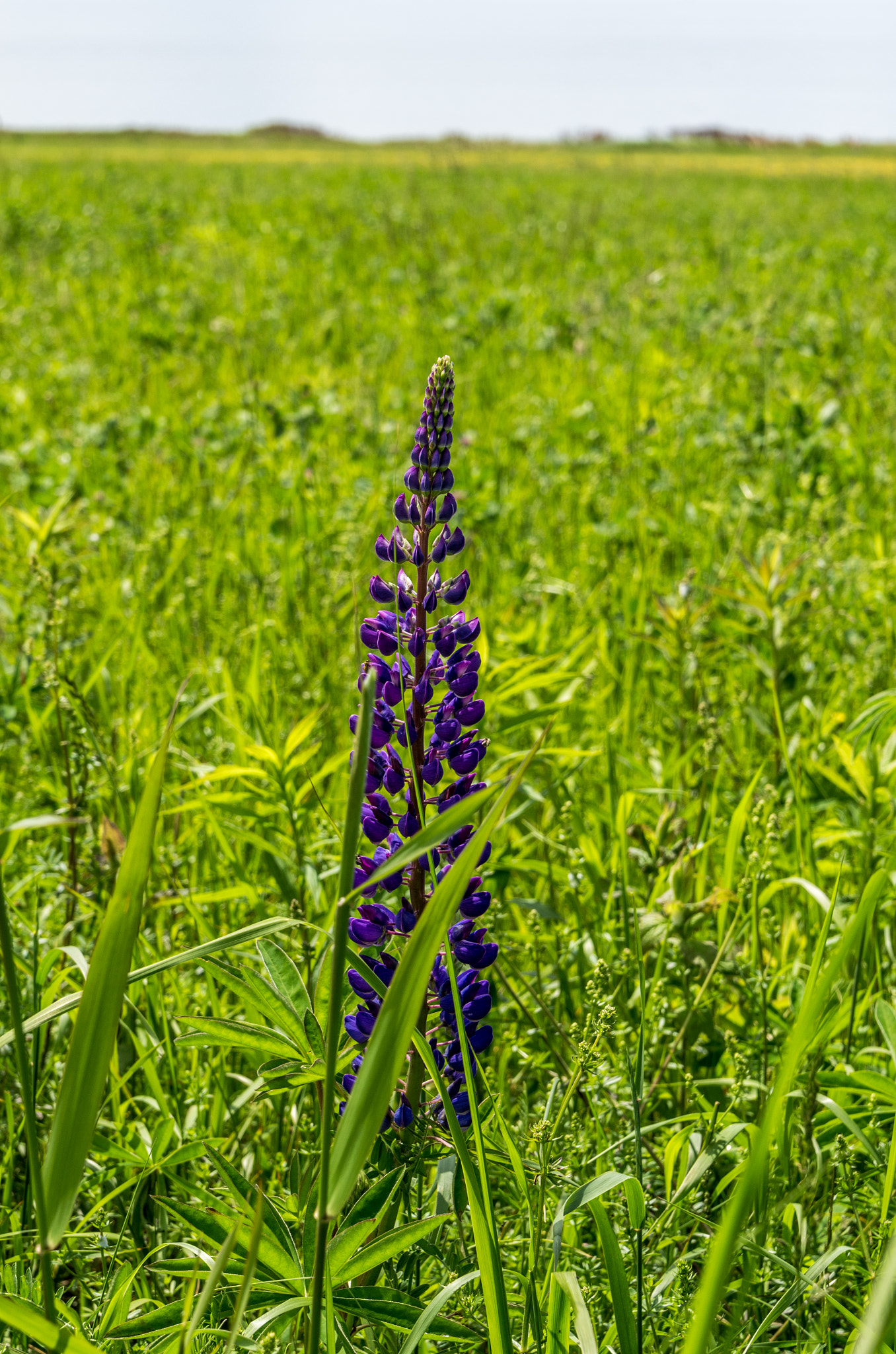 Tamron AF 28-75mm F2.8 XR Di LD Aspherical (IF) sample photo. I p e photography