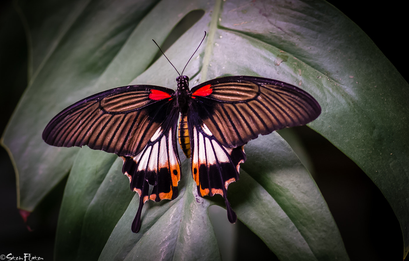 Olympus Zuiko Digital ED 150mm F2.0 sample photo. What butterfly?? photography