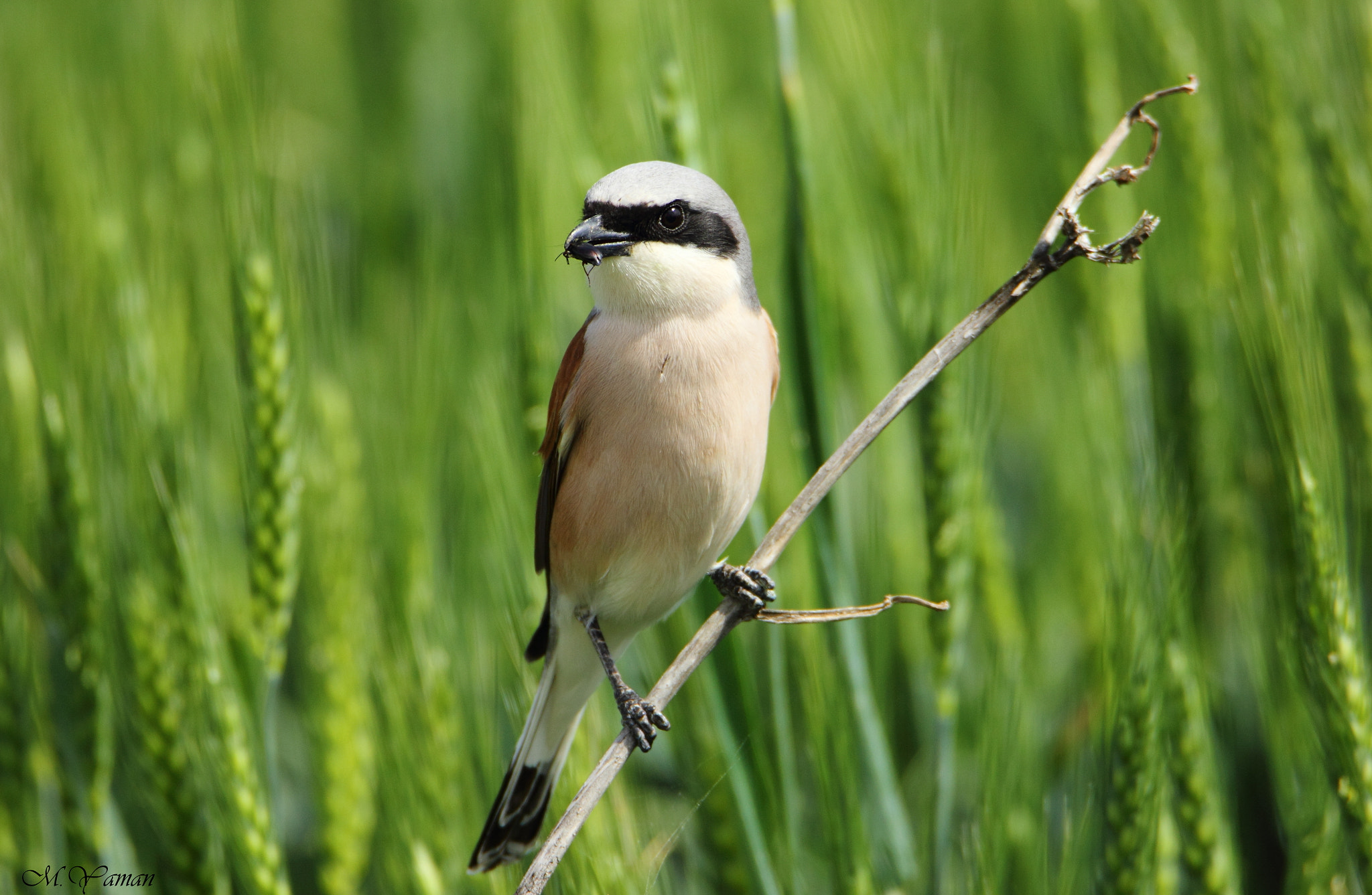 Tamron SP 150-600mm F5-6.3 Di VC USD sample photo. Red-backed shrike photography
