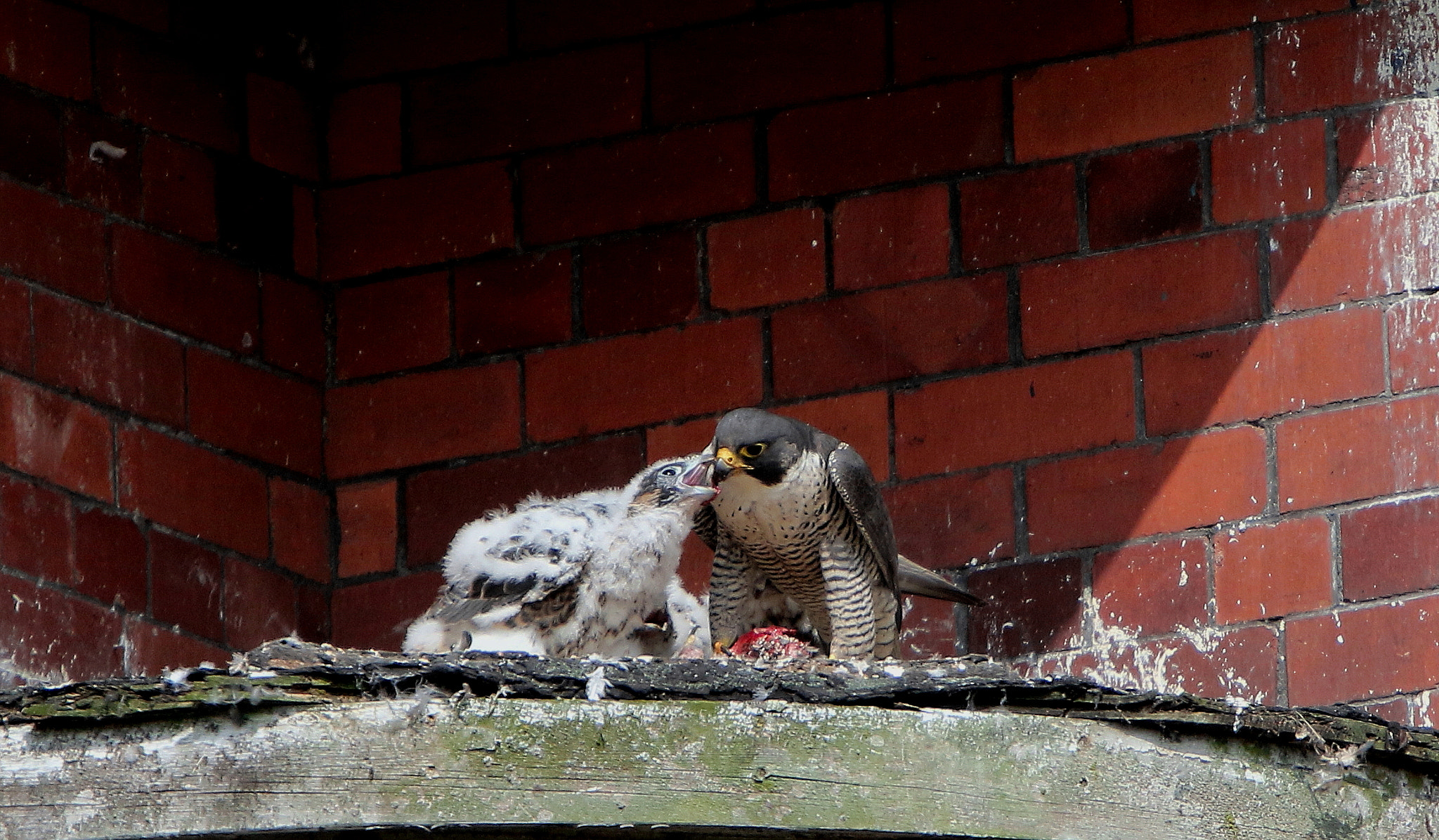Canon EF 400mm F4.0 DO IS USM sample photo. 408a4565.jpg photography