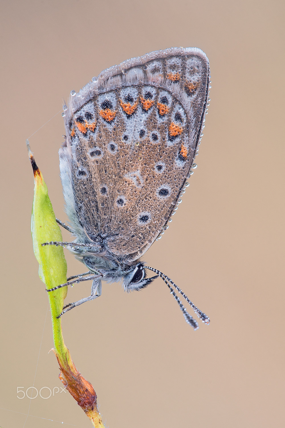 Nikon D500 + Sigma 150mm F2.8 EX DG Macro HSM sample photo. Common blue photography