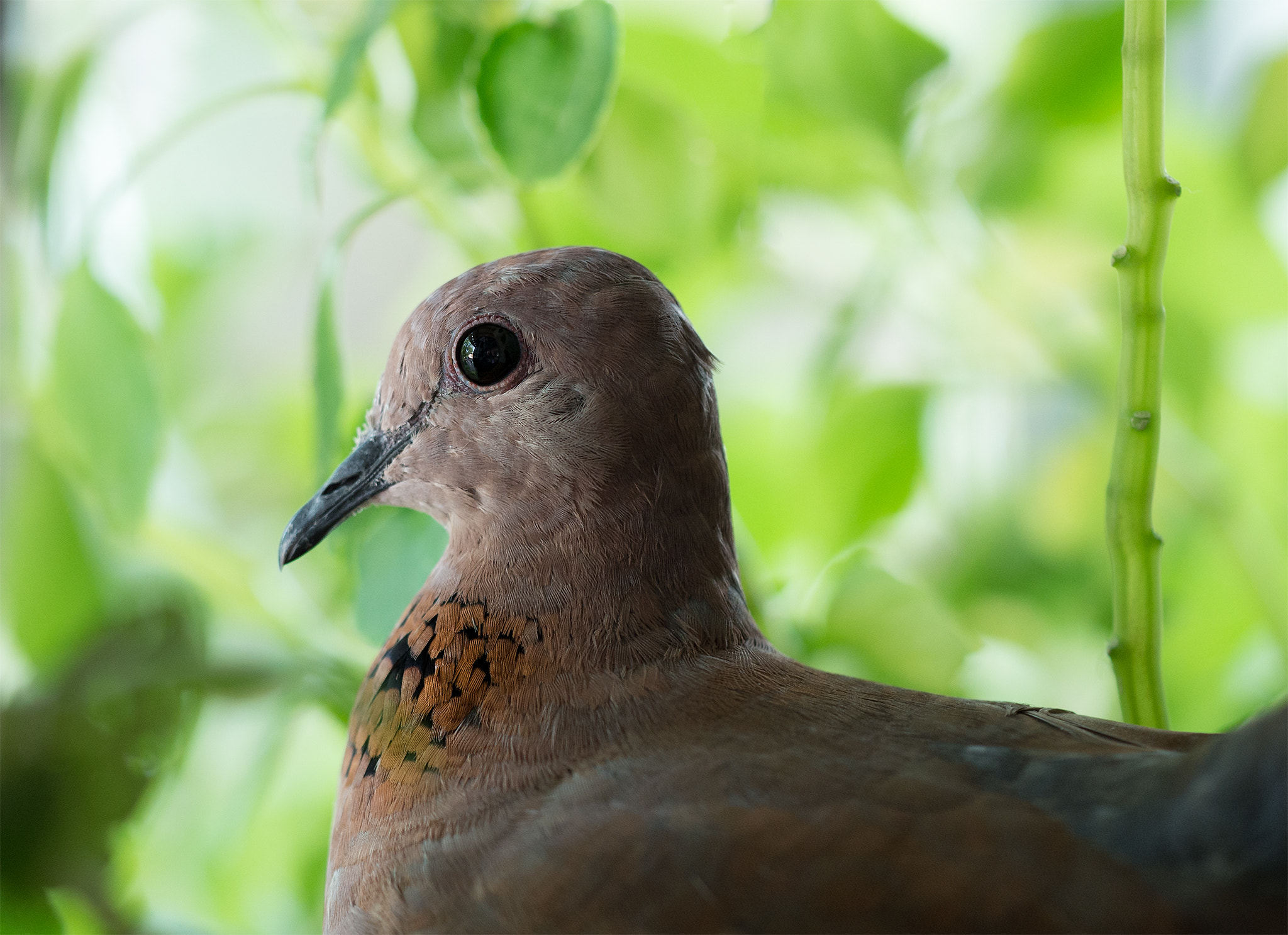 Sigma 150mm F2.8 EX DG Macro HSM sample photo. Alone dove photography