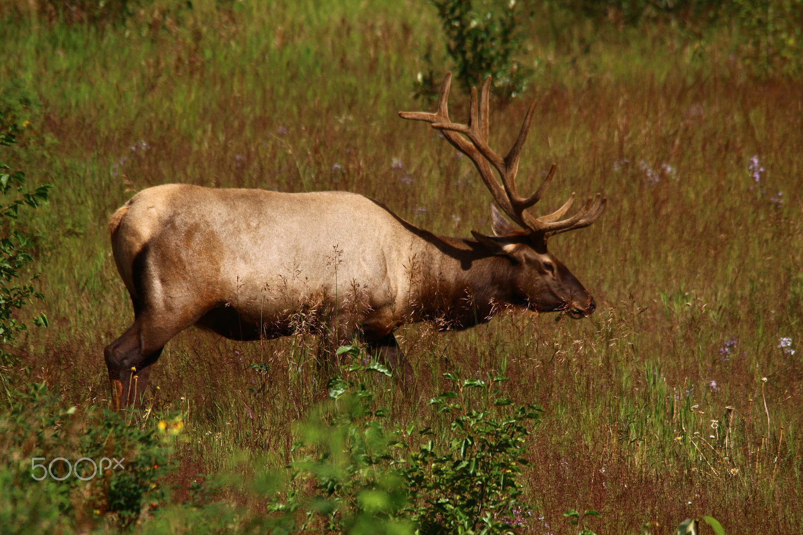 Sigma 150-500mm F5-6.3 DG OS HSM sample photo. Grazing elk photography