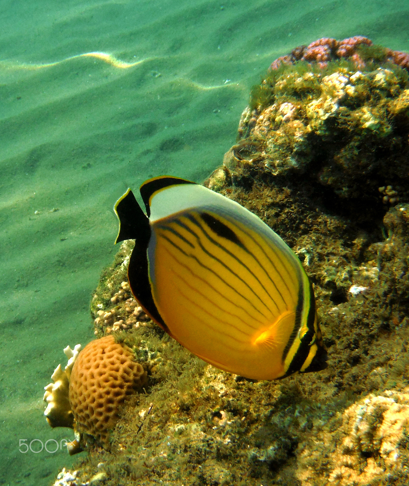 Fujifilm FinePix XP70 XP71 XP75 sample photo. Under the sea -1 photography
