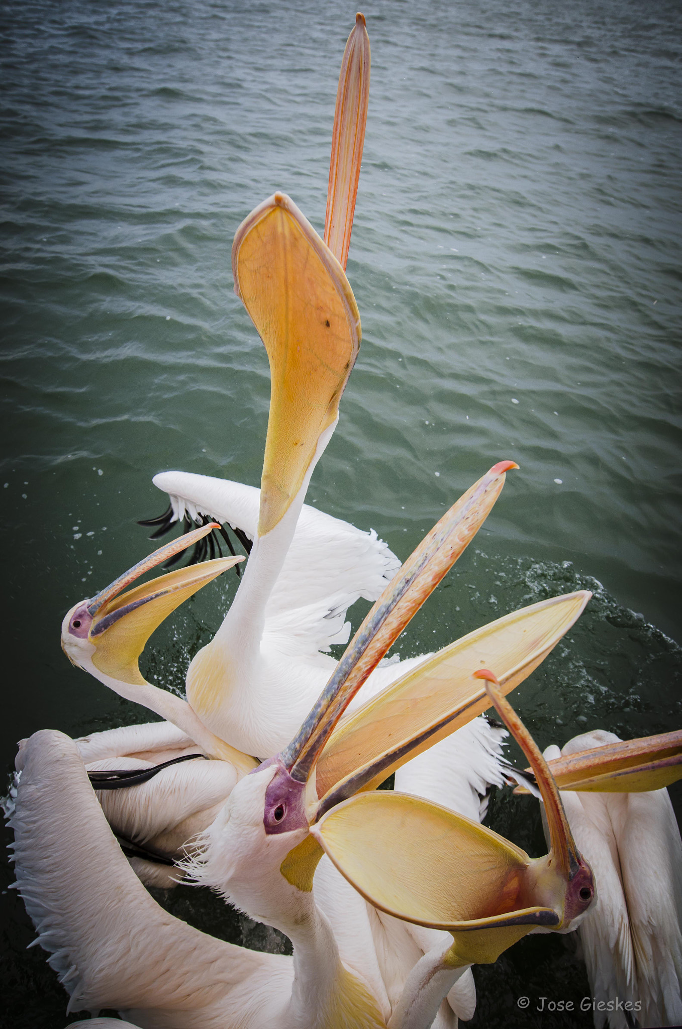 Nikon AF-S Nikkor 14-24mm F2.8G ED sample photo. Hungry photography