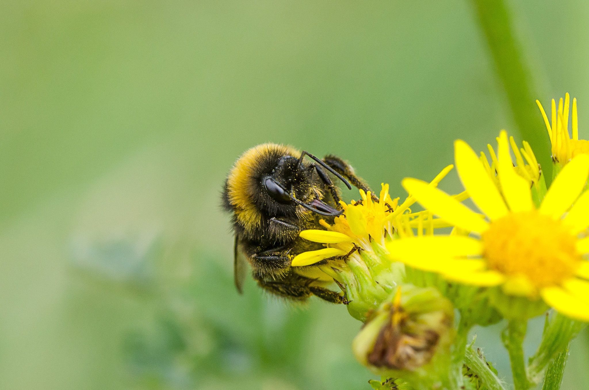 Nikon D7000 + Tamron SP 90mm F2.8 Di VC USD 1:1 Macro sample photo. Beesharp photography