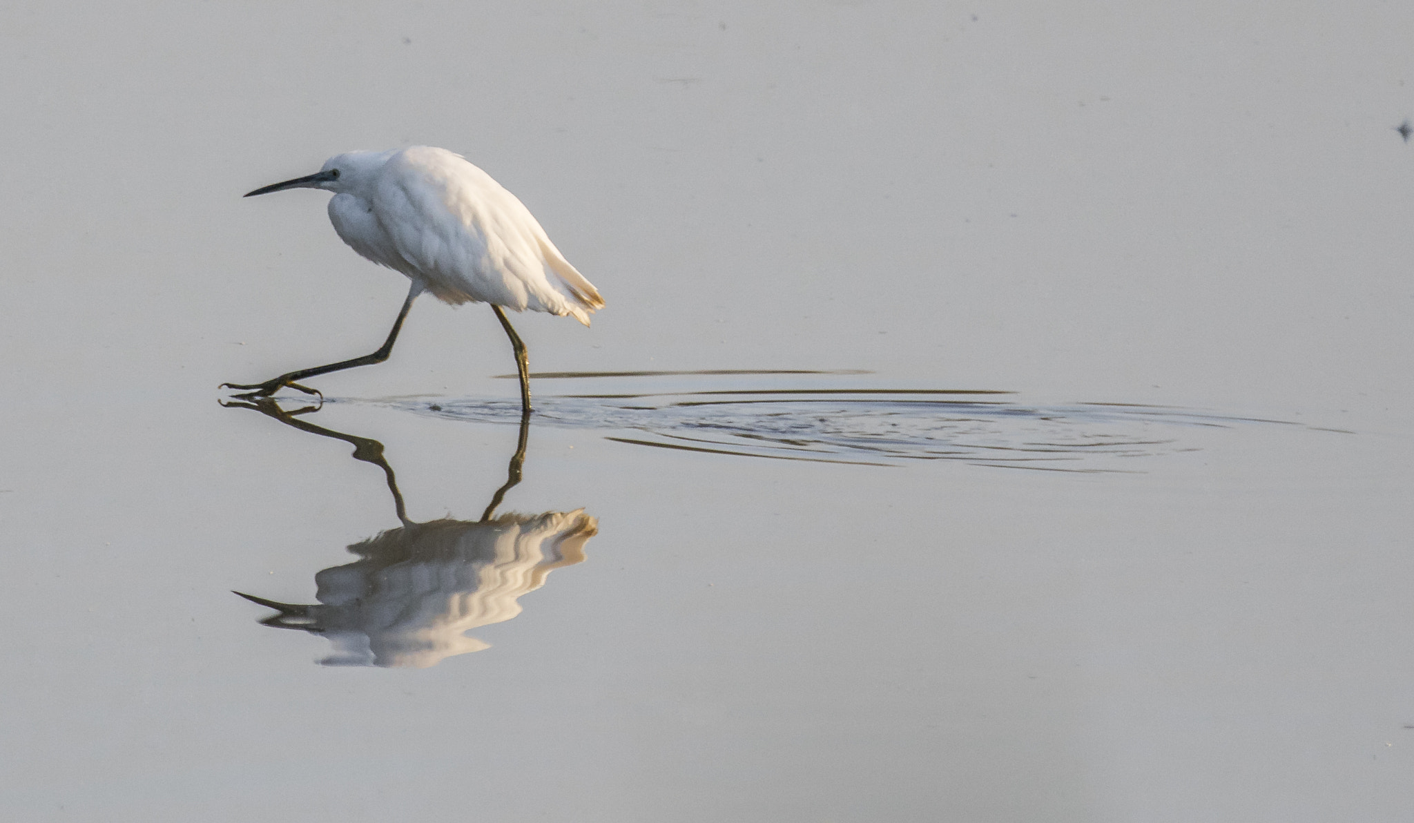 Canon EOS 5DS R + Canon EF 70-200mm F2.8L IS II USM sample photo. Aiguamolls de l'empordà. photography