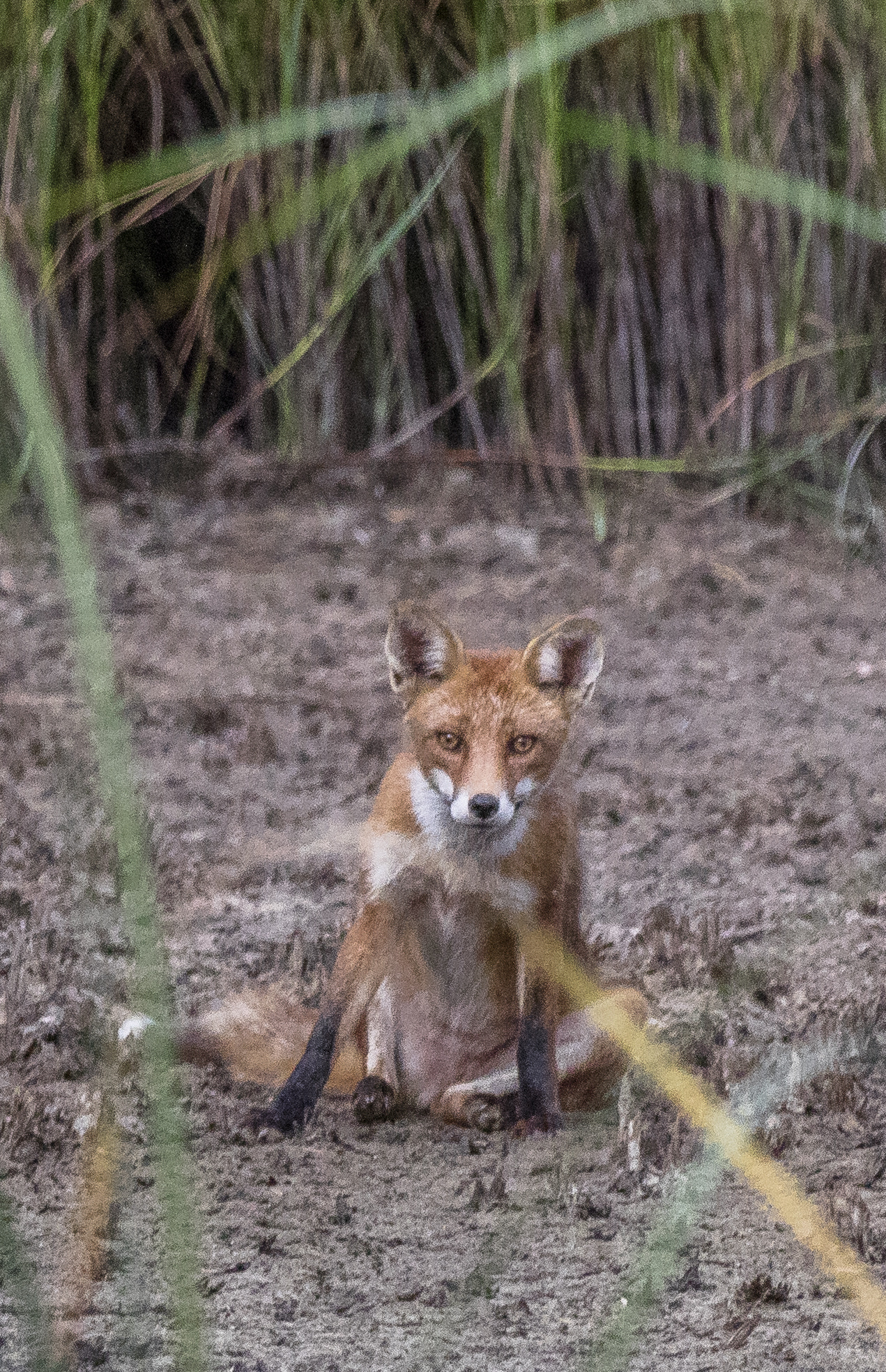 Canon EOS 5DS R + Canon EF 70-200mm F2.8L IS II USM sample photo. Aiguamolls de l'empordà. photography