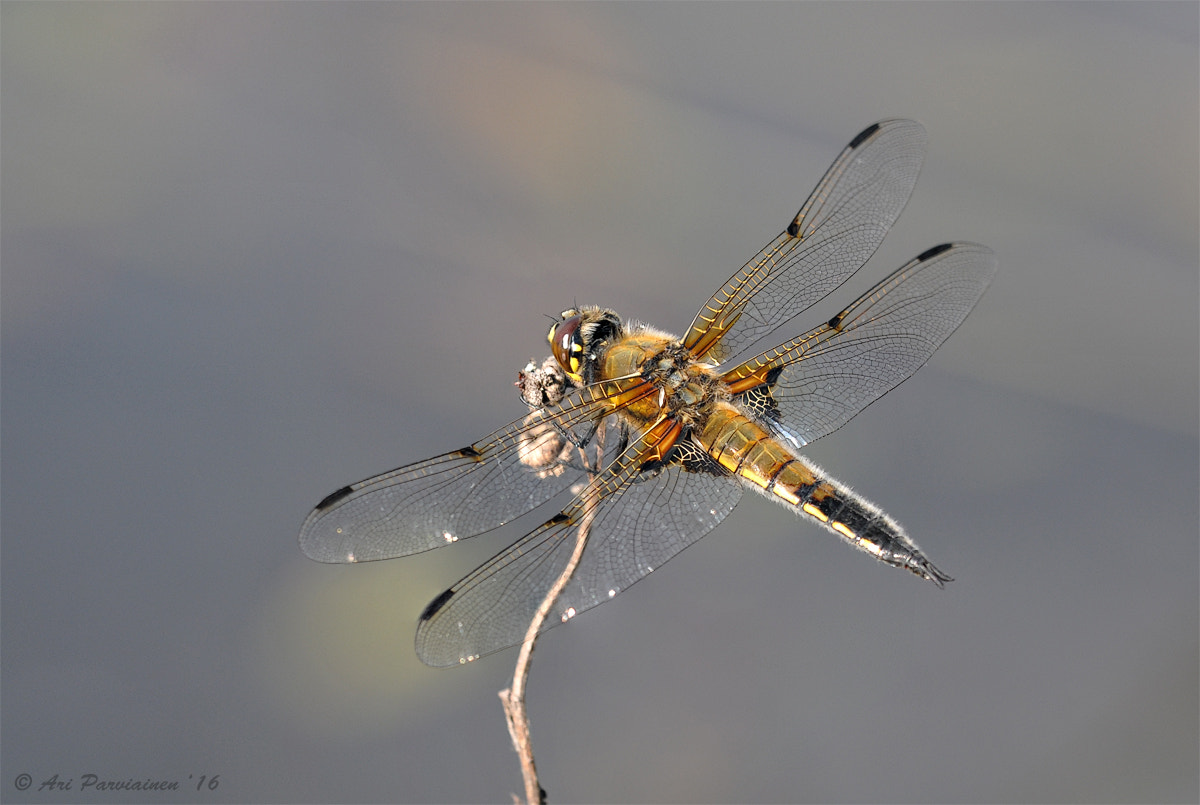 Sigma 150mm F2.8 EX DG OS Macro HSM sample photo. Four-spotted chaser photography