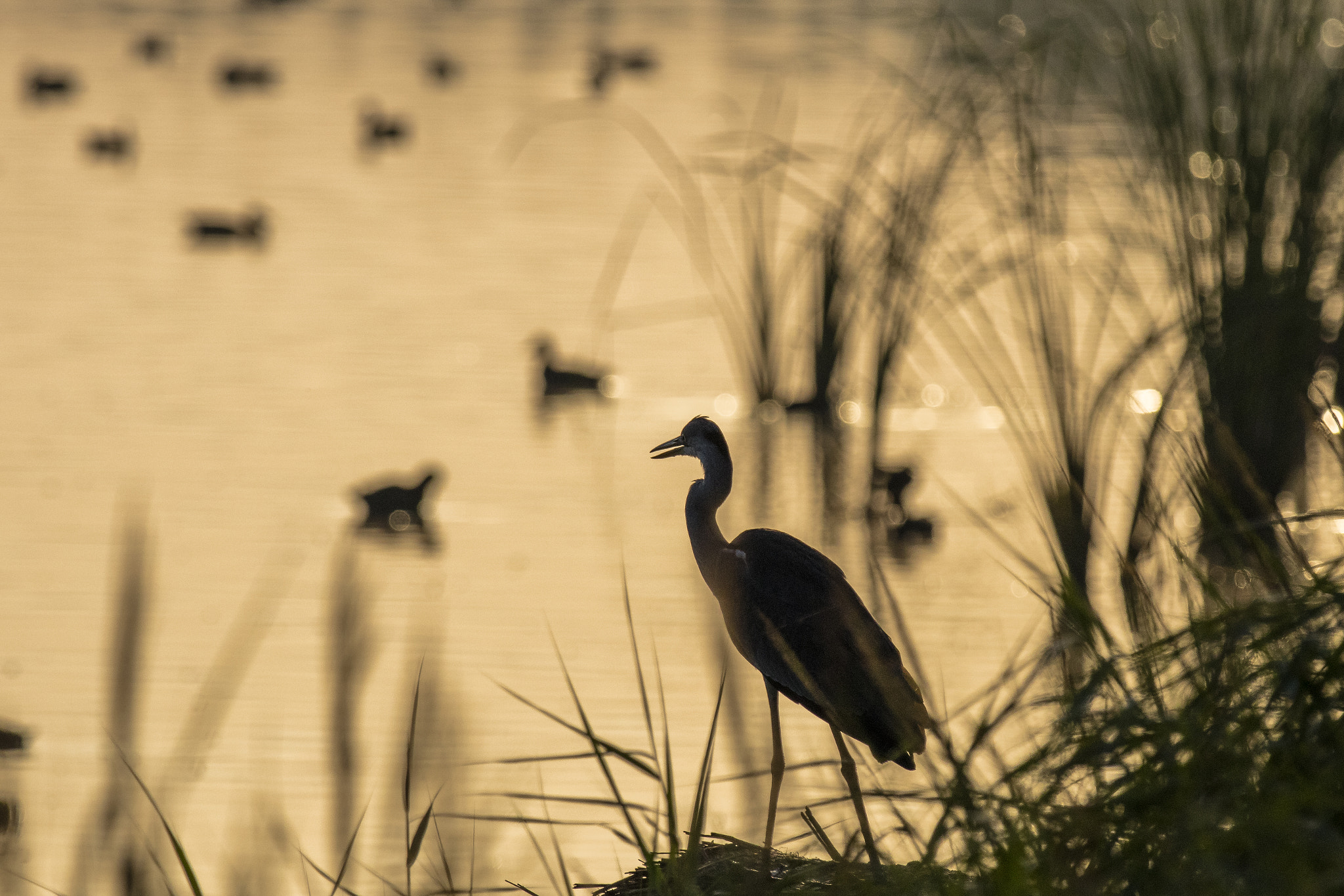 Canon EF 70-200mm F2.8L IS II USM sample photo. Aiguamolls de l'empordà. photography