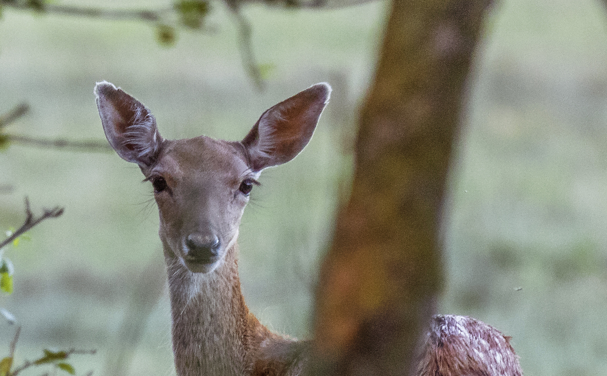 Canon EOS 5DS R + Canon EF 70-200mm F2.8L IS II USM sample photo. Aiguamolls de l'empordà. photography