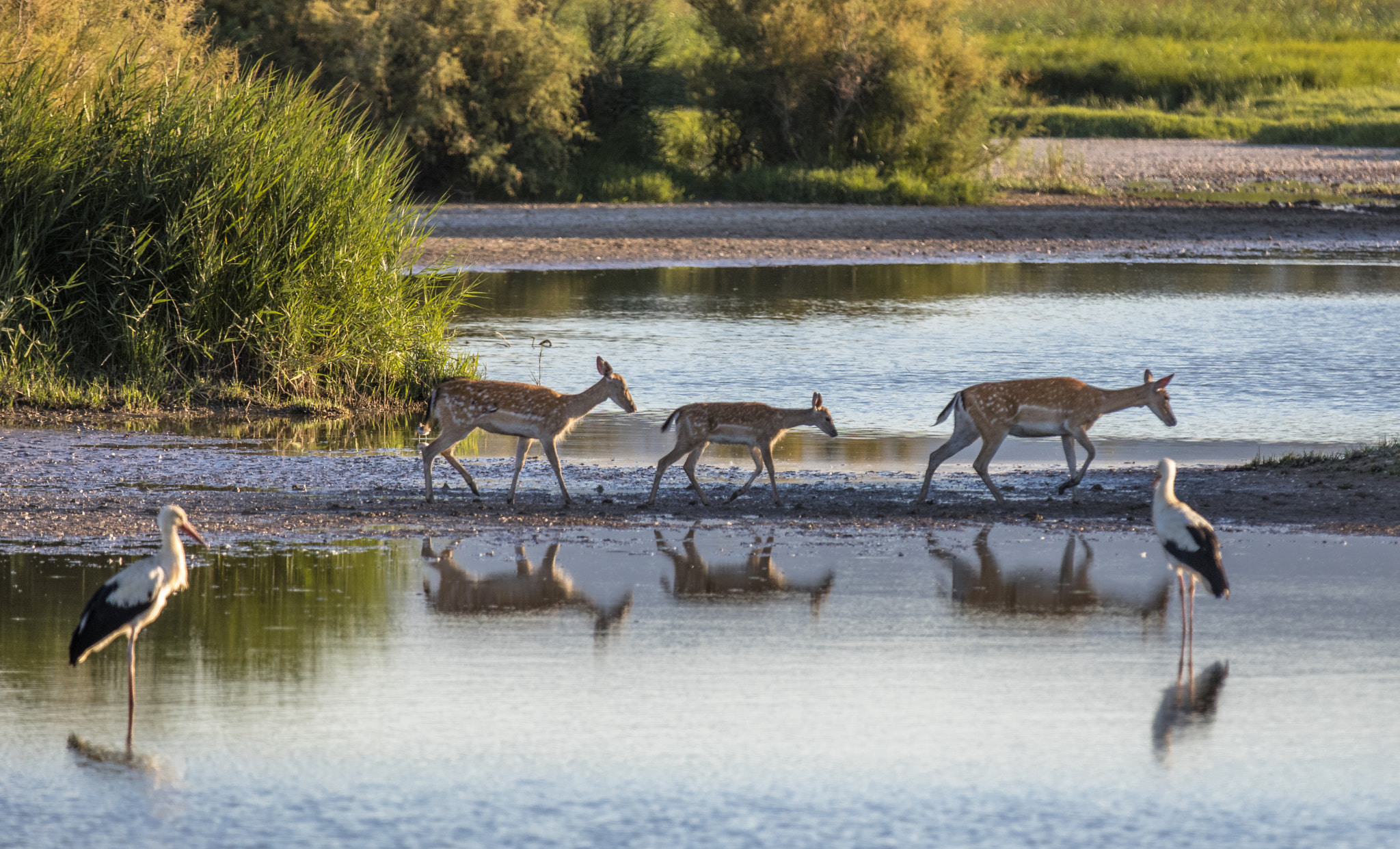 Canon EOS 5DS R + Canon EF 70-200mm F2.8L IS II USM sample photo. Aiguamolls de l'empordà. photography