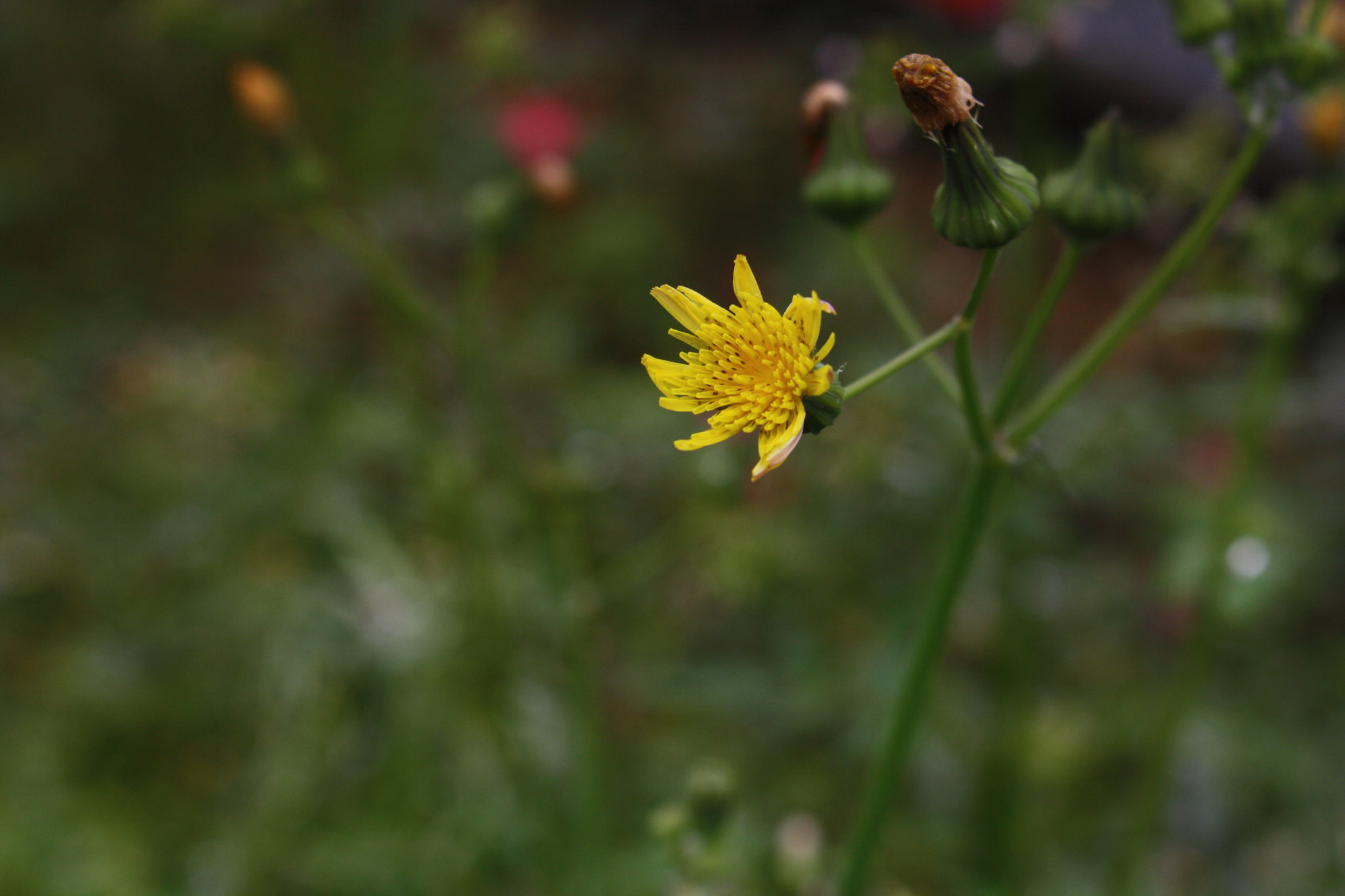 Canon EOS 1000D (EOS Digital Rebel XS / EOS Kiss F) sample photo. Little flower.jpg photography