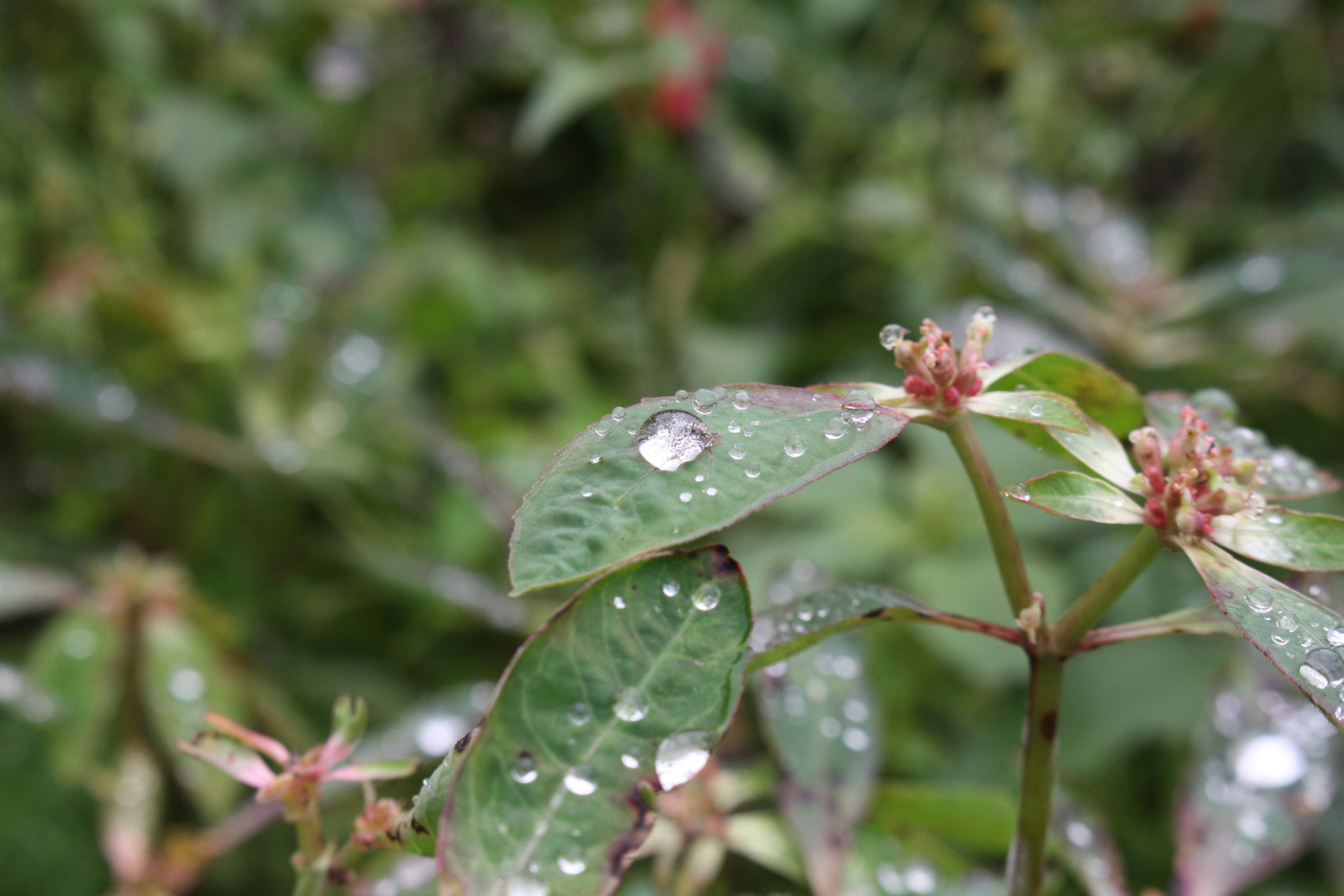 Canon EOS 1000D (EOS Digital Rebel XS / EOS Kiss F) sample photo. Gotas photography