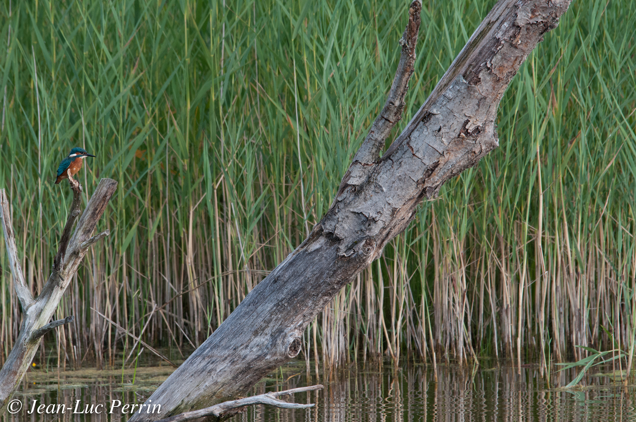 Sigma 120-400mm F4.5-5.6 DG OS HSM sample photo. Martin pêcheur photography