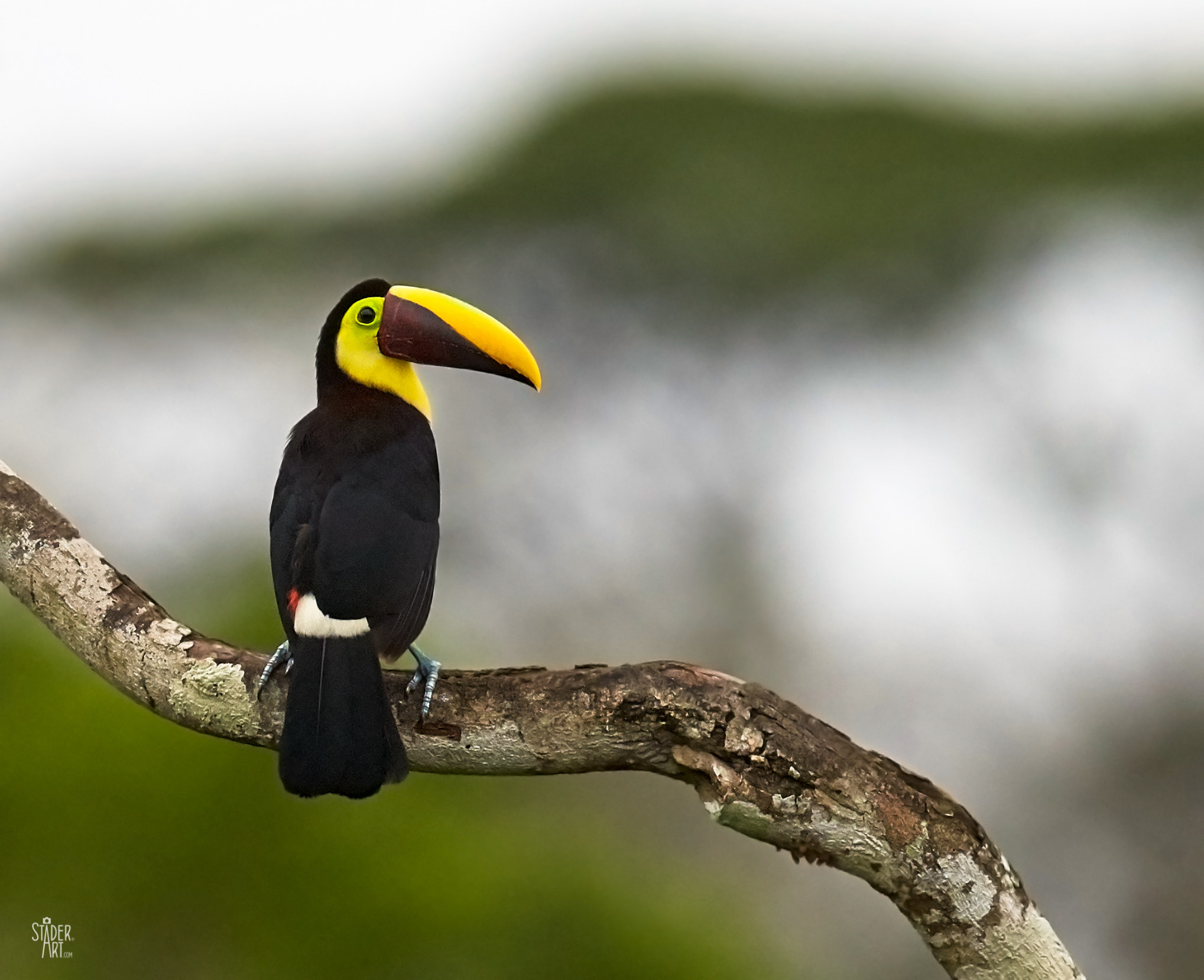 Canon EF 400mm F2.8L IS II USM sample photo. Chestnut-mandibled toucan photography
