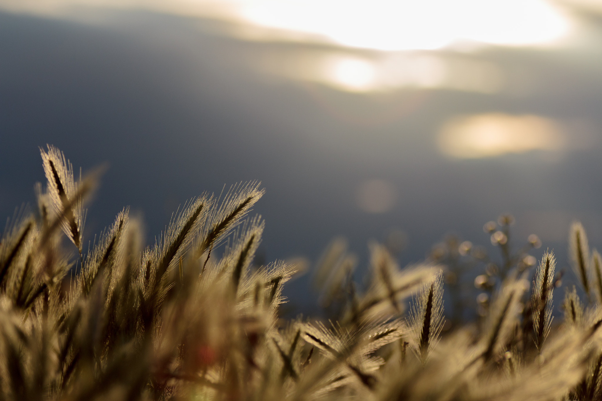 Tamron SP AF 90mm F2.8 Di Macro sample photo. Letztes licht.. | ..last light photography