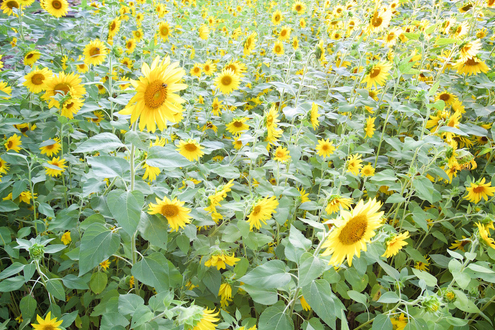 Canon EOS 60D + Canon EF 16-35mm F4L IS USM sample photo. Sunflowers photography