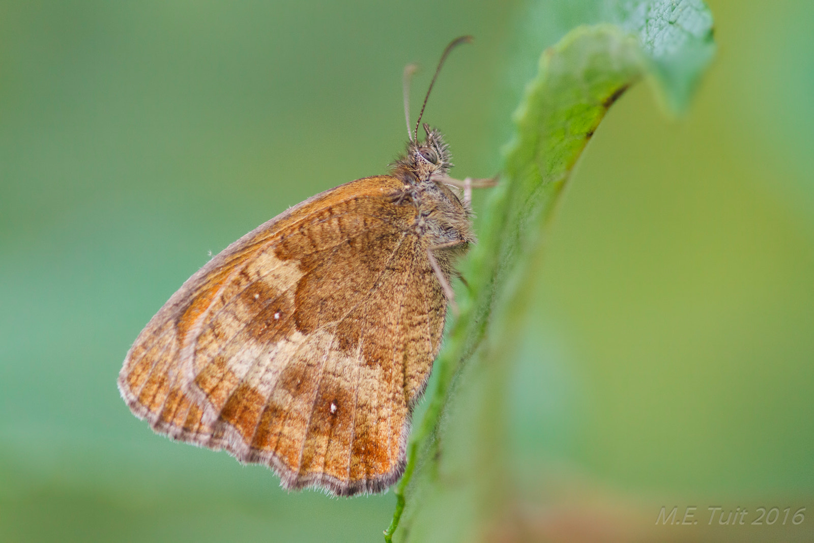 Canon EOS 7D + Sigma 105mm F2.8 EX DG Macro sample photo. Butterfly @ a leaf photography