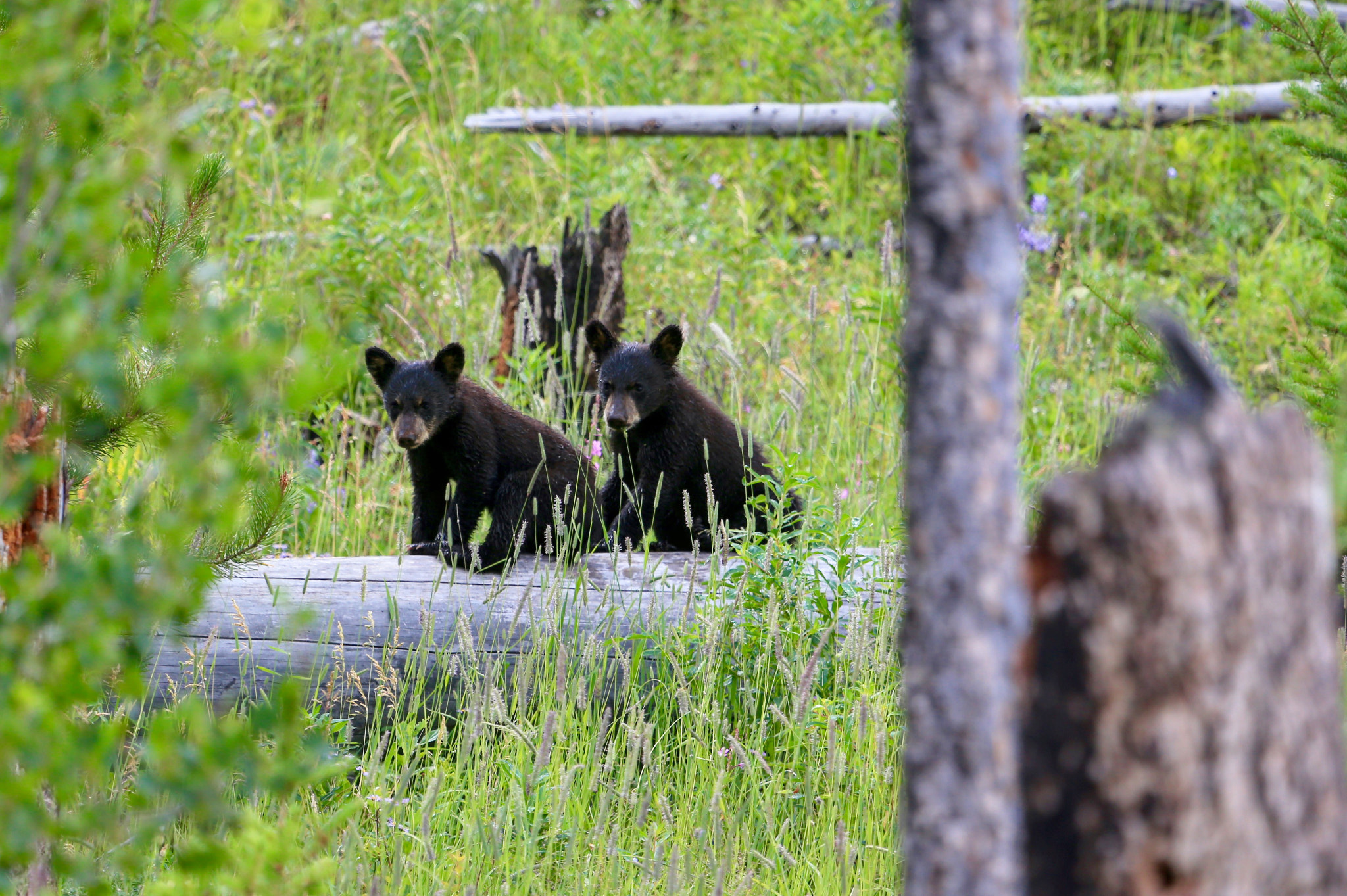 Canon EOS-1D X + Canon EF 100-400mm F4.5-5.6L IS USM sample photo. Two black bear cubs looking down at the crowd stan ... photography