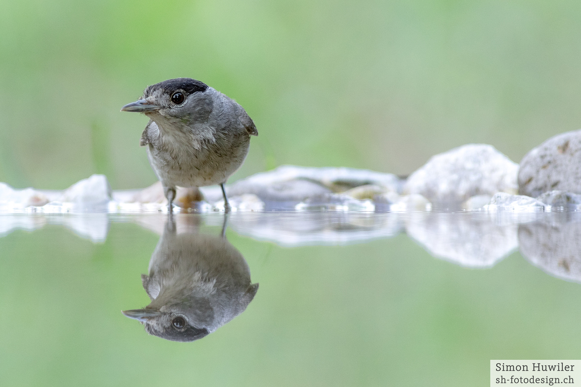 Pentax HD DA 560mm F5.6 ED AW sample photo. Blackcap photography