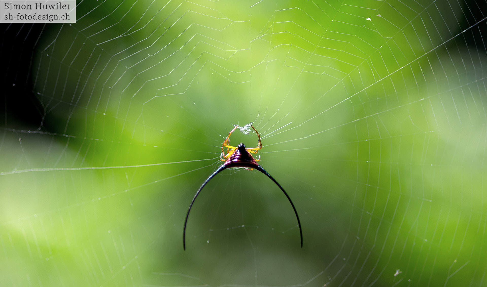 Pentax K-5 IIs + Sigma sample photo. Spider photography