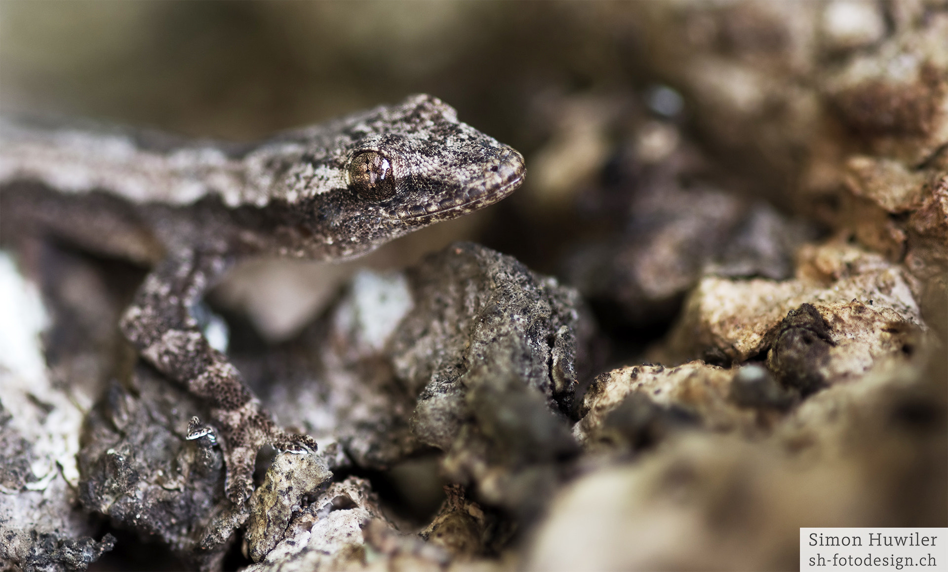 Pentax K-5 IIs + Sigma sample photo. Lizard photography