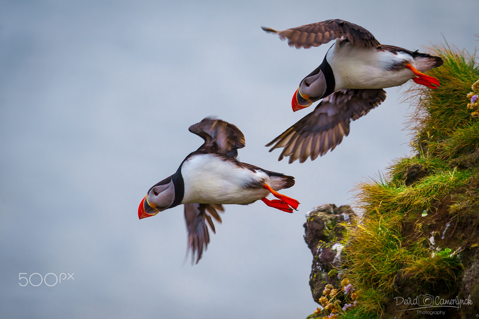 Nikon AF-S Nikkor 200-500mm F5.6E ED VR sample photo. Puffin take off photography