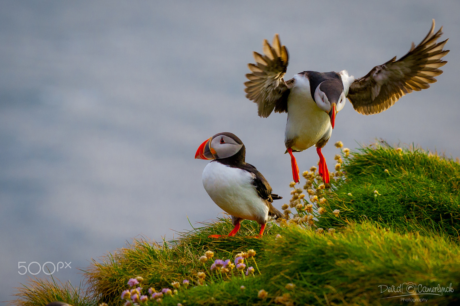 Nikon AF-S Nikkor 200-500mm F5.6E ED VR sample photo. Puffin tochdown photography