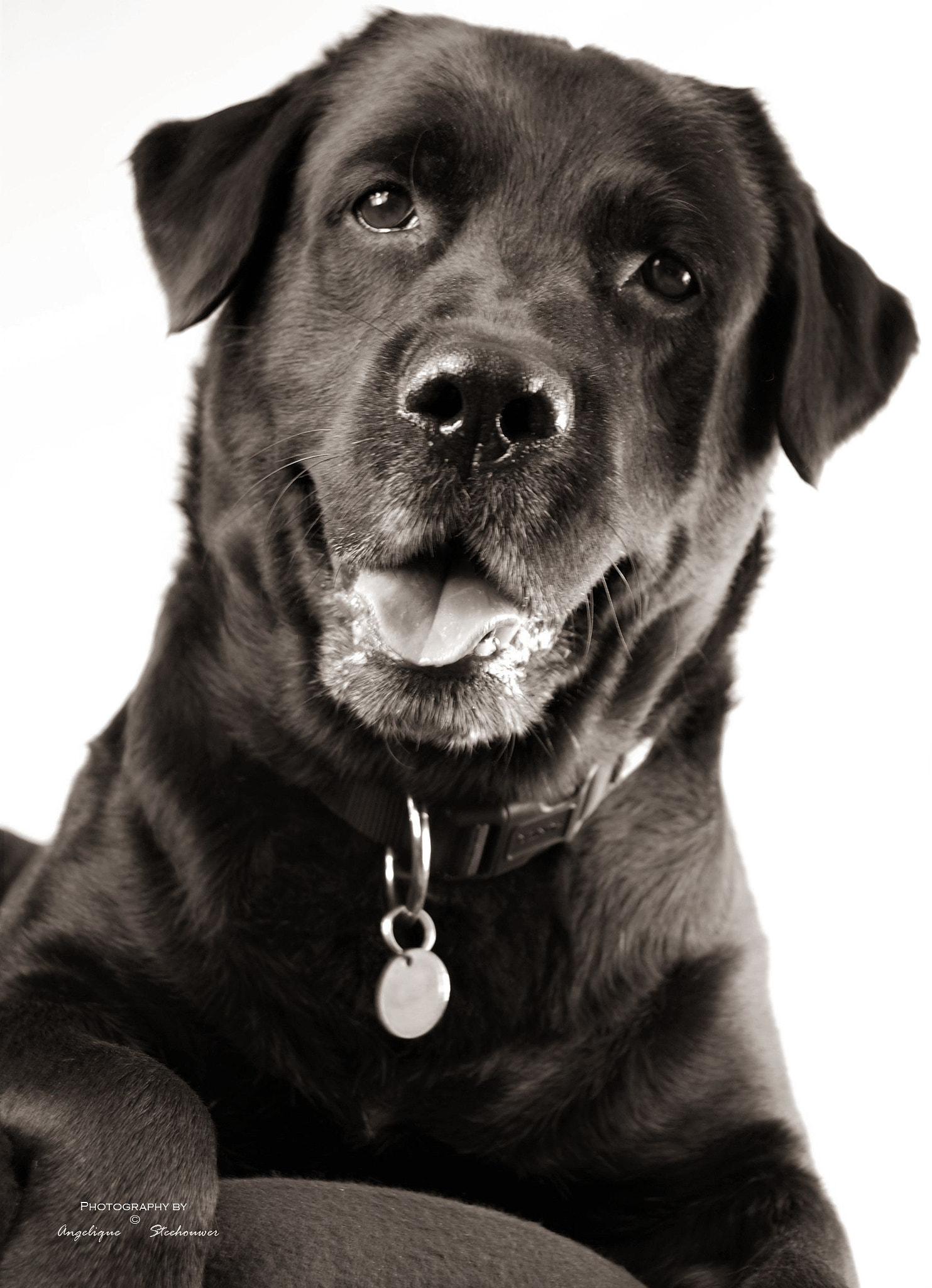 Nikon D40 sample photo. Happy dog photography