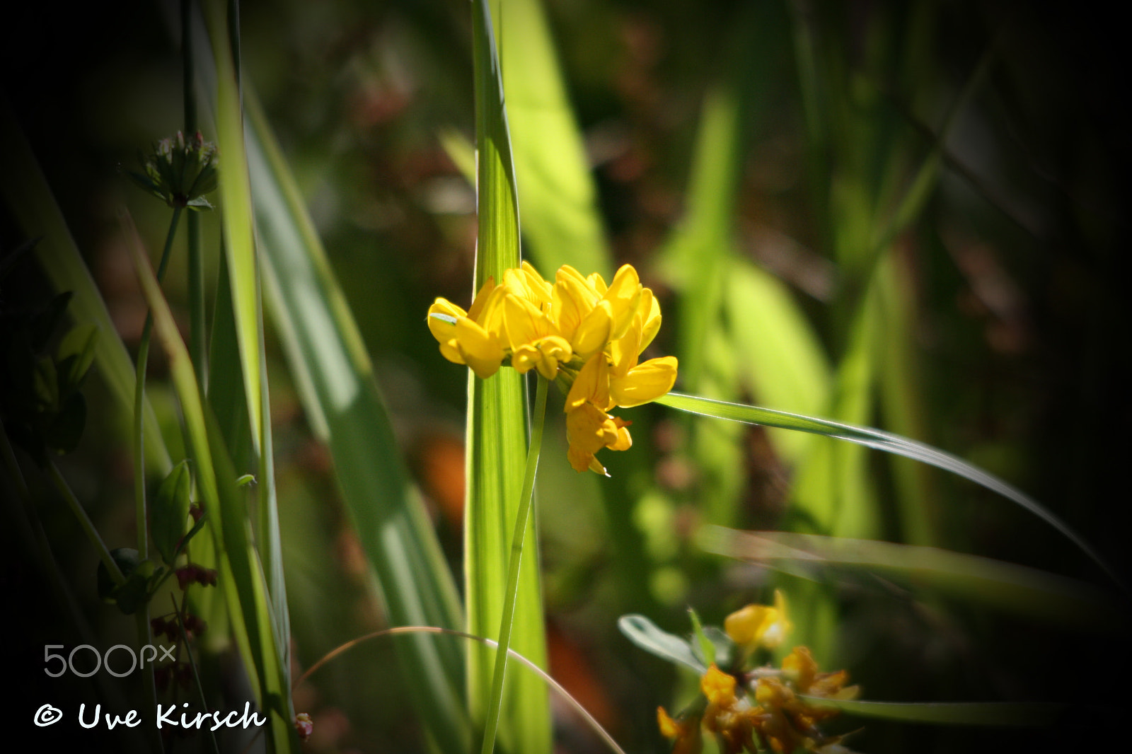 Sigma 150-500mm F5-6.3 DG OS HSM sample photo. Yellow clover photography