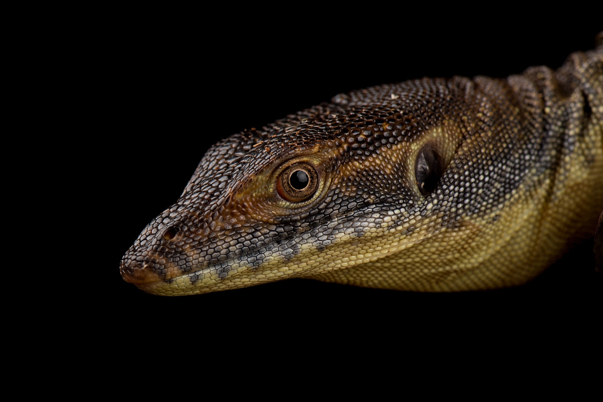 Nikon D5 sample photo. Varanus mertensi photography