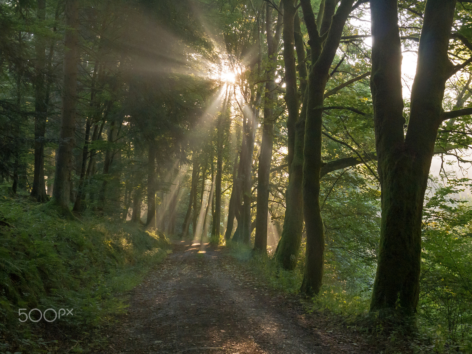 Panasonic DMC-G70 sample photo. Ein hauch von herbst photography