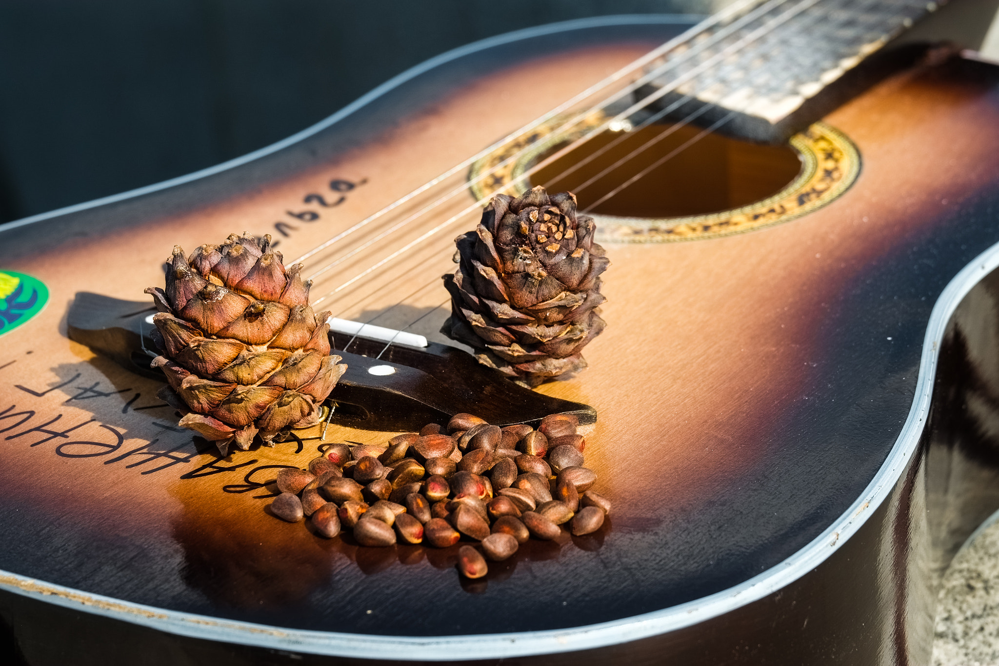 Fujifilm X-E1 + Fujifilm XC 50-230mm F4.5-6.7 OIS sample photo. Pine nuts photography