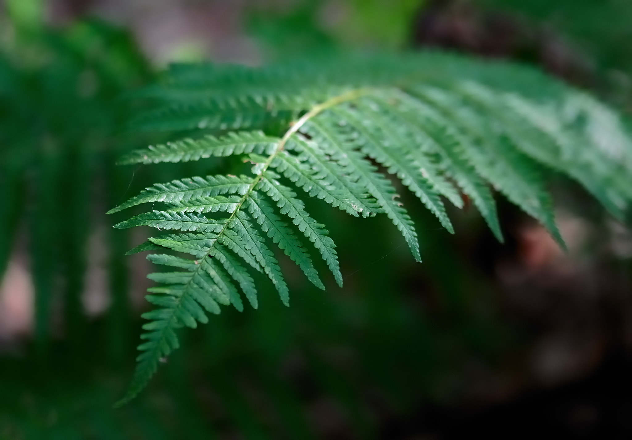 Sigma 105mm F2.8 EX DG OS HSM sample photo. Fern

  photography
