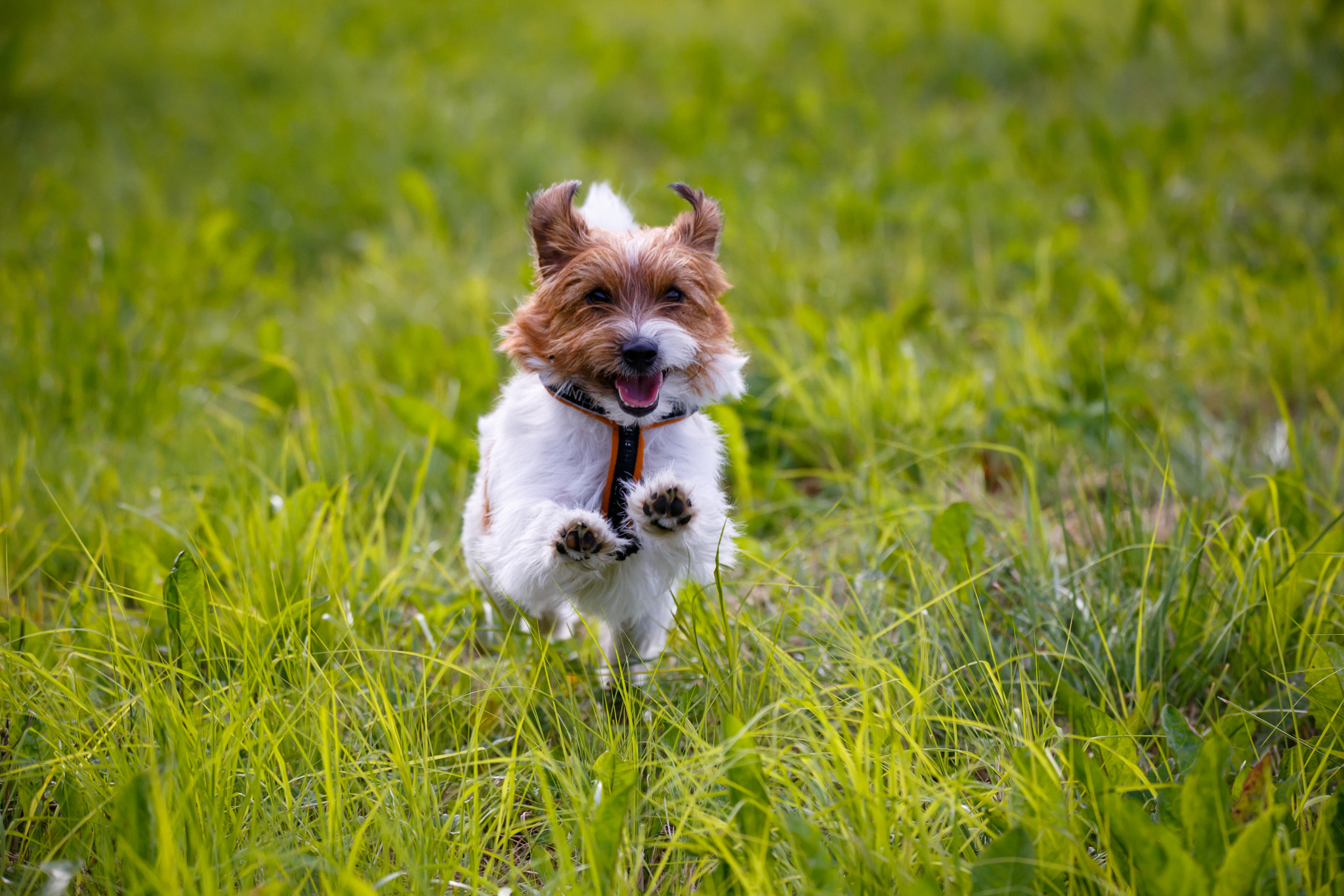 Canon EOS 6D sample photo. Happy dog photography