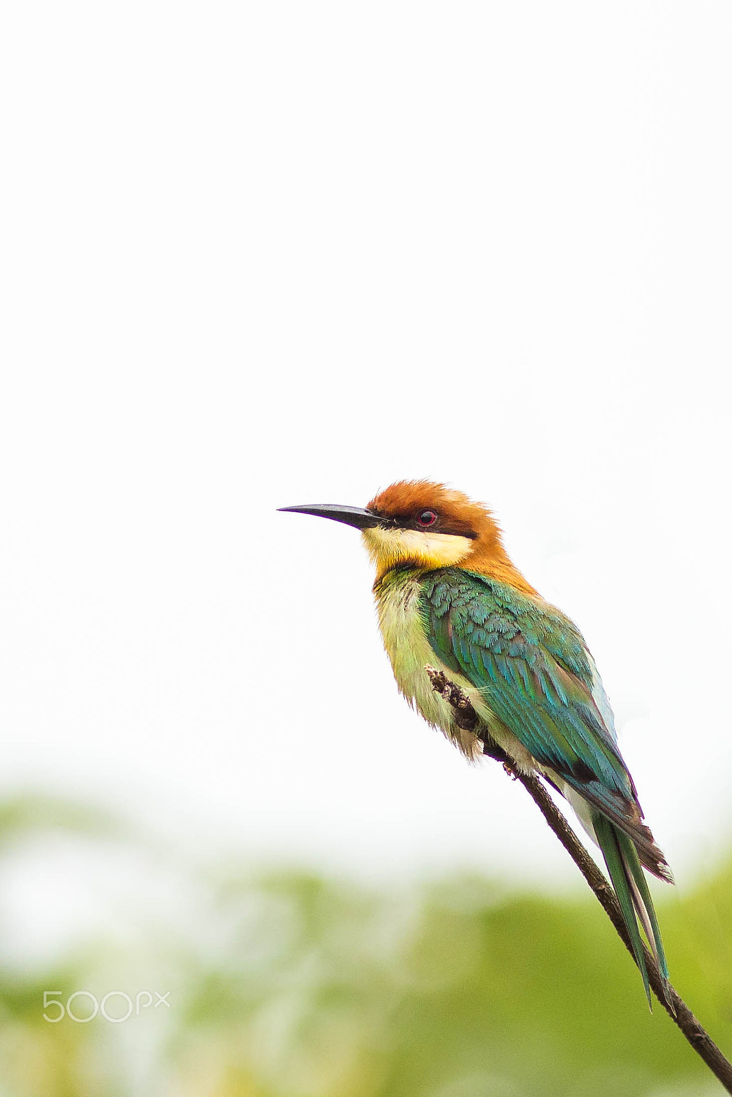 Canon EF 300mm F4L IS USM sample photo. Chestnut headed bee eater - high key photography
