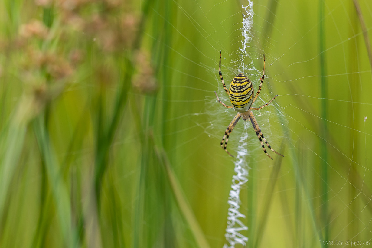 Sigma APO Macro 150mm f/2.8 EX DG HSM sample photo. Wespenspinne photography