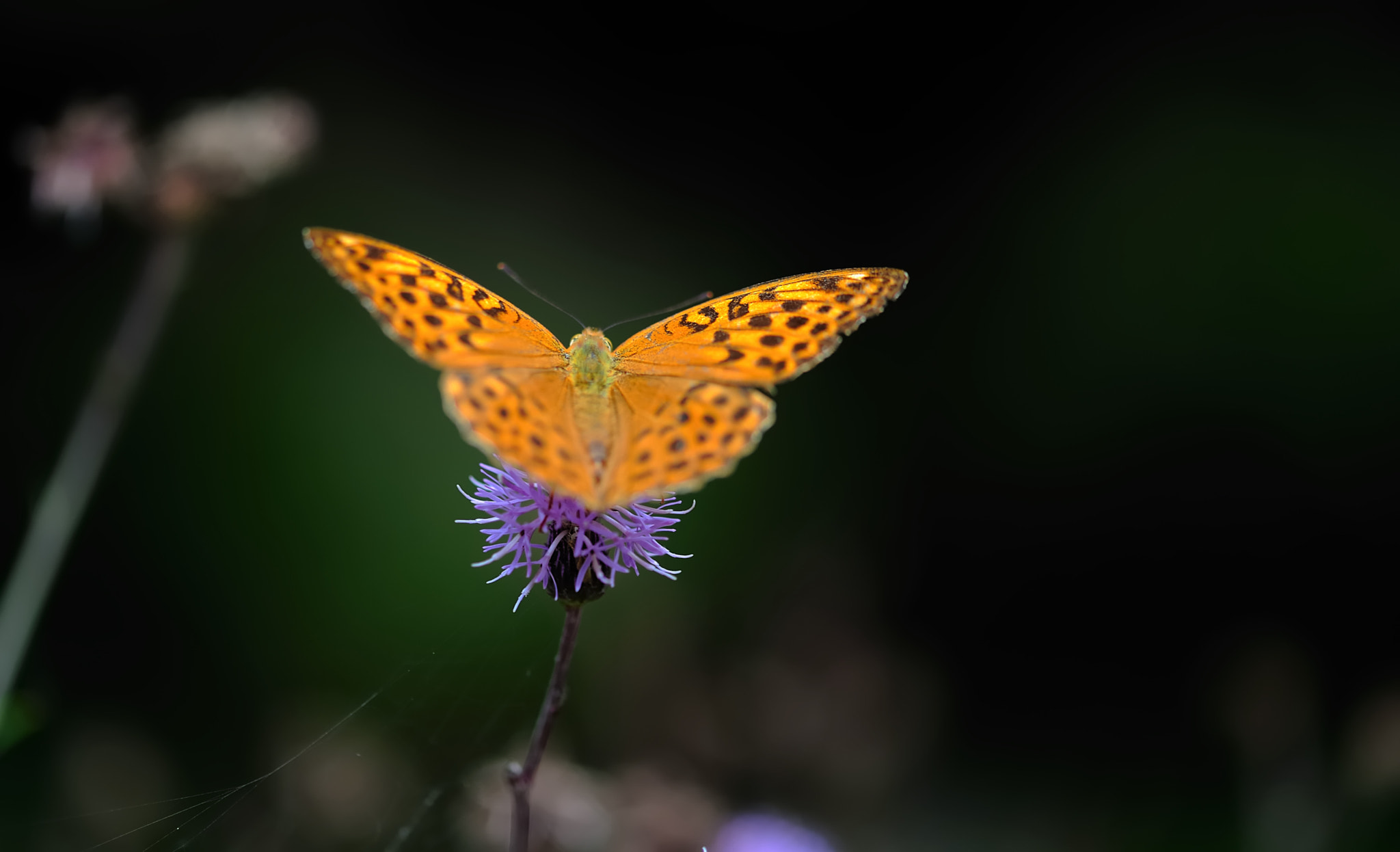 Sigma 105mm F2.8 EX DG OS HSM sample photo. Butterfly  photography