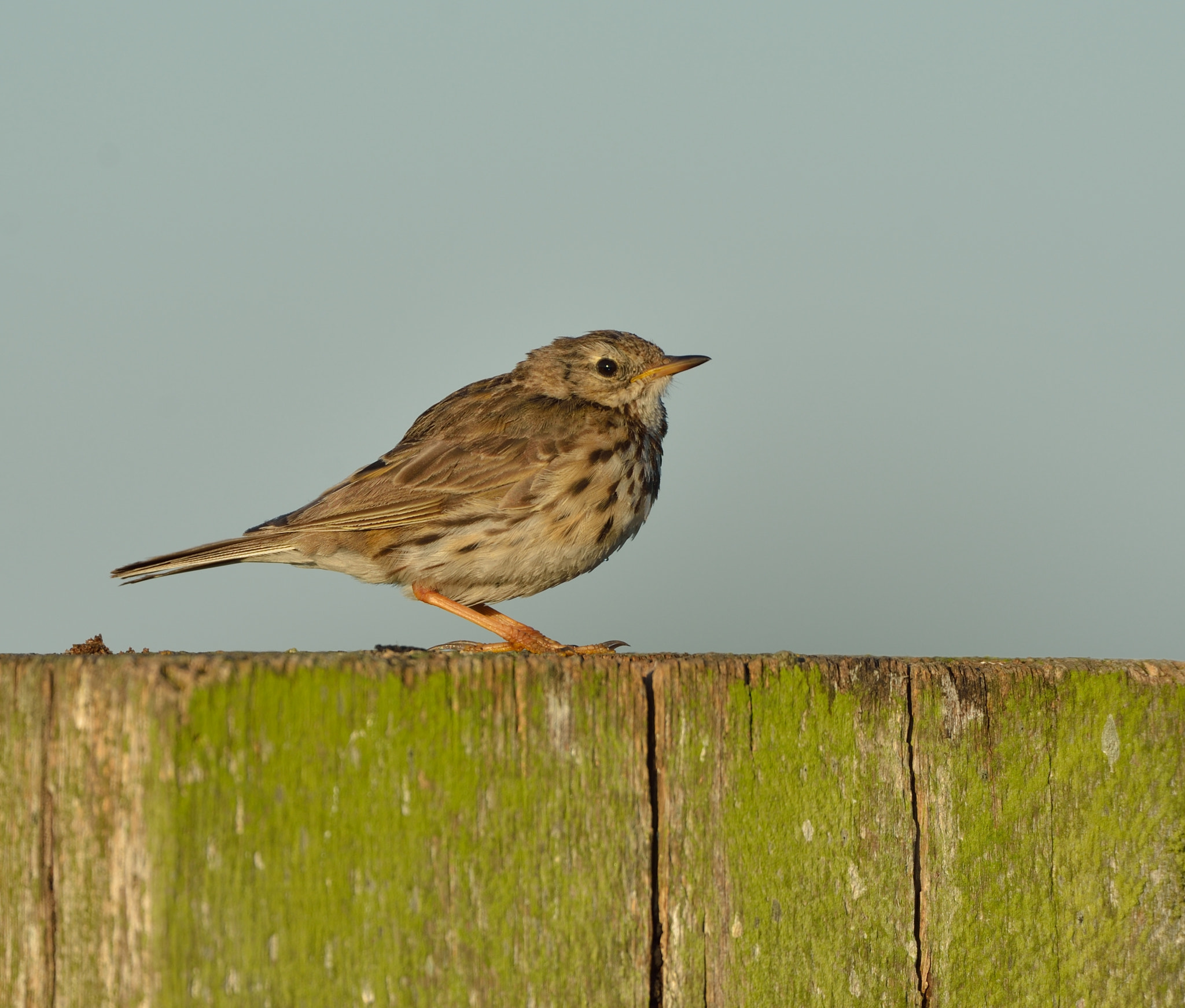 Nikon D600 + Nikon AF-S Nikkor 500mm F4G ED VR sample photo. Graspieper photography