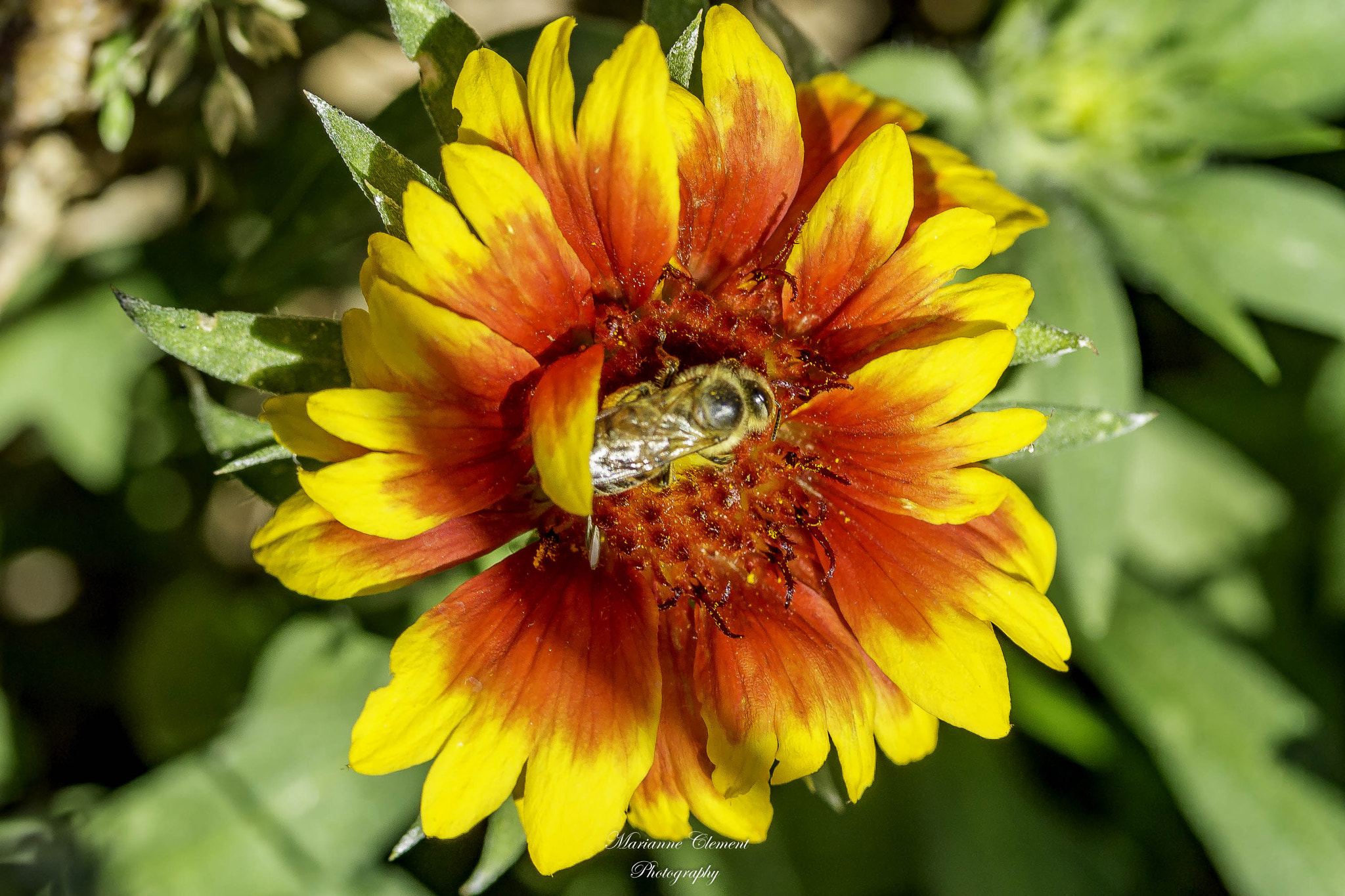 Canon EF-S 60mm F2.8 Macro USM sample photo. Bee in a blanket flower photography