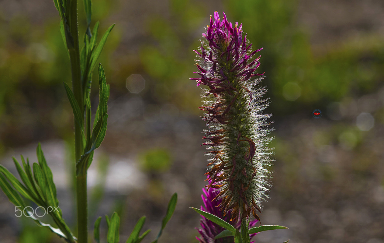 Pentax K-3 II + Sigma sample photo. Prairie flower. photography