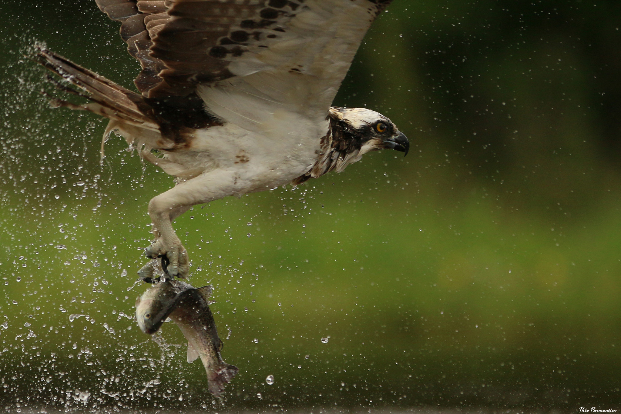 Canon EF 300mm F2.8L IS USM sample photo. Osprey / balbuzard pêcheur photography